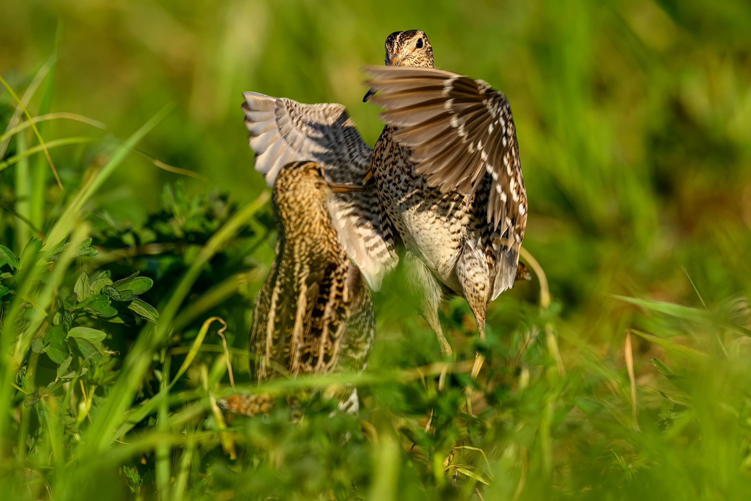 Дупелиный ток: настоящие гусары!. Фотограф Сергей Пупонин