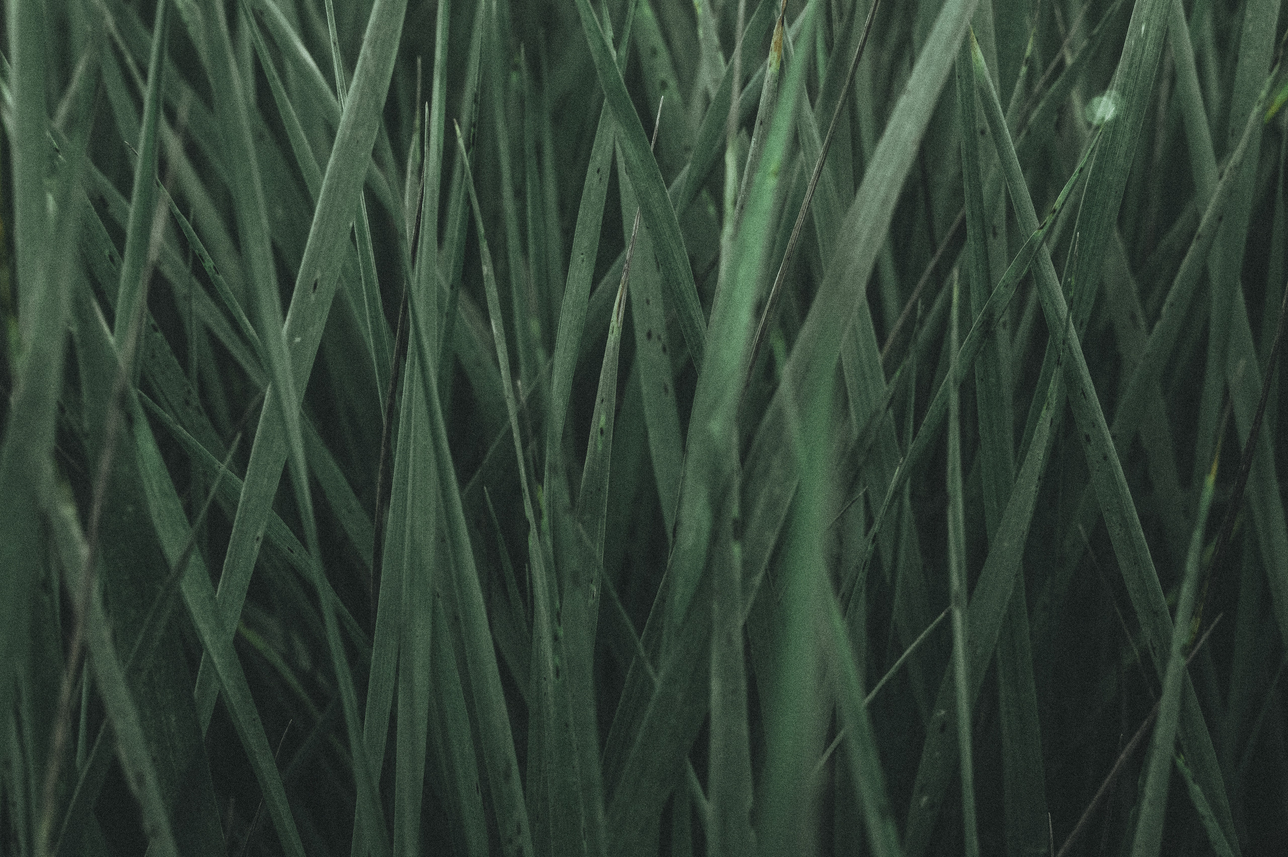 К И К И М О Р А. Никонёнок Анна фотограф