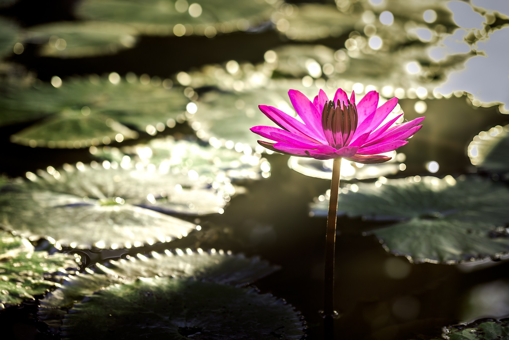 Sri-Lanka. High-quality interior photos for your home, office, hotel