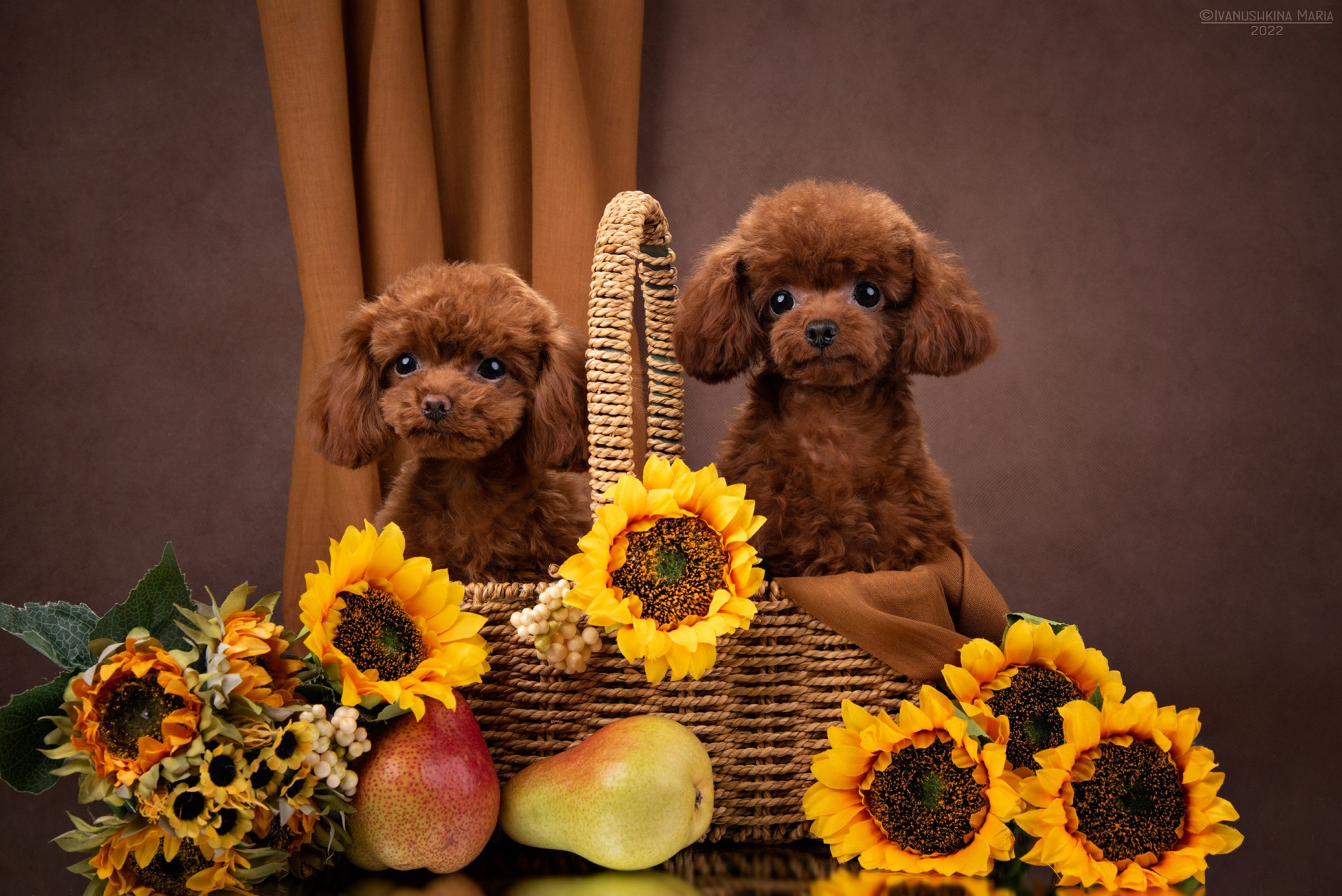 щенки той пуделя