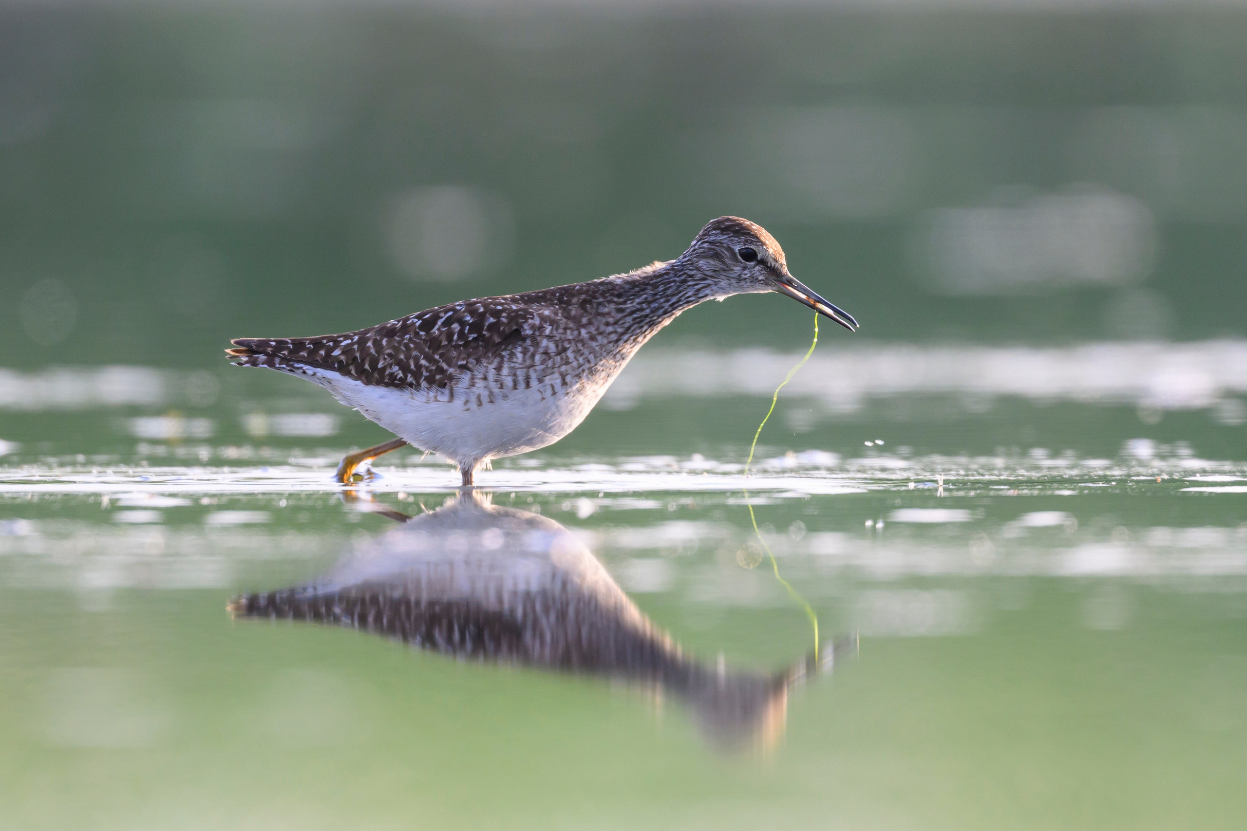 Поручейники и щеголь. Wildlife photography by Sergey Puponin