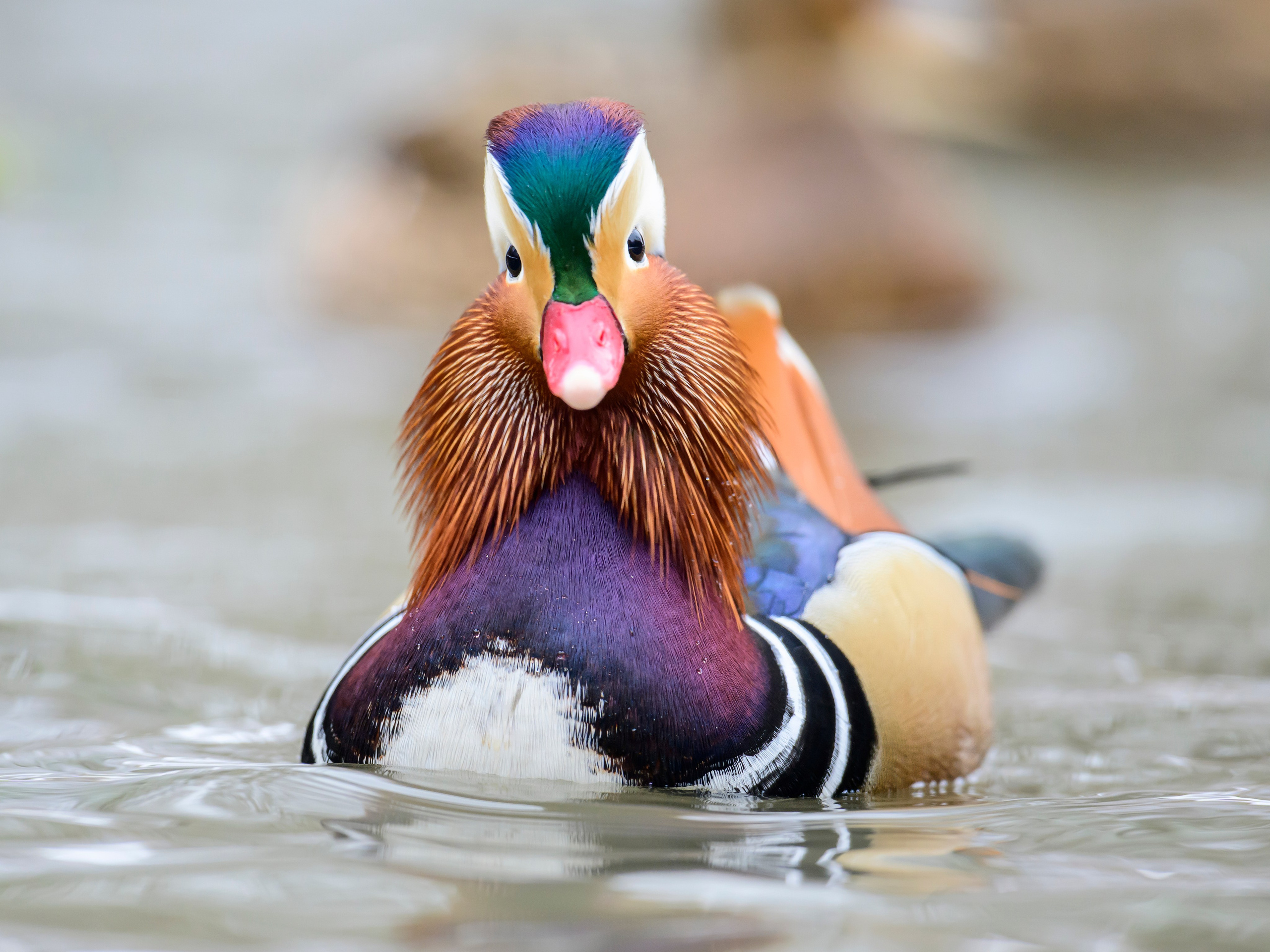 Мандаринки. Mandarin ducks. Фотограф Сергей Пупонин