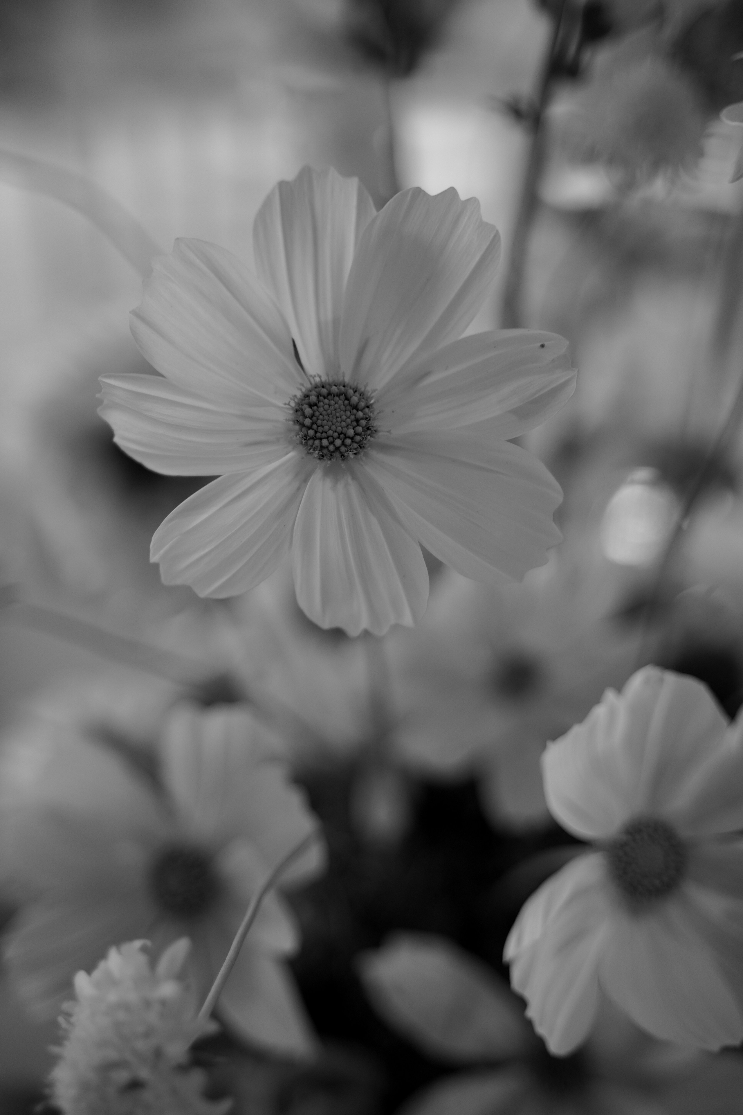 Анна и Андрей. Свадебный фотограф Марина Попова