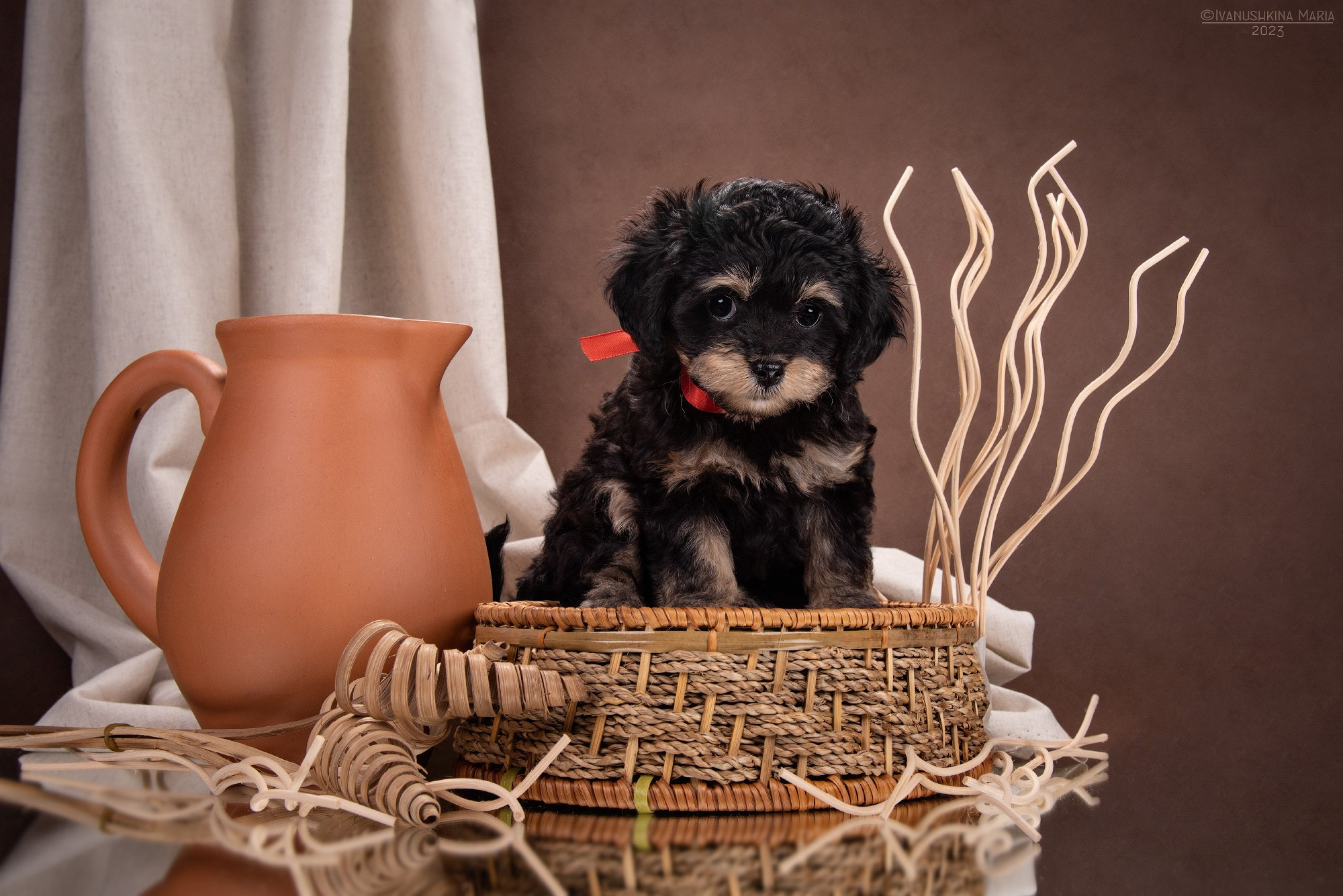 Фотосессия щенков на фонах. Фотограф собак в Москве и Московской области Иванушкина Мария