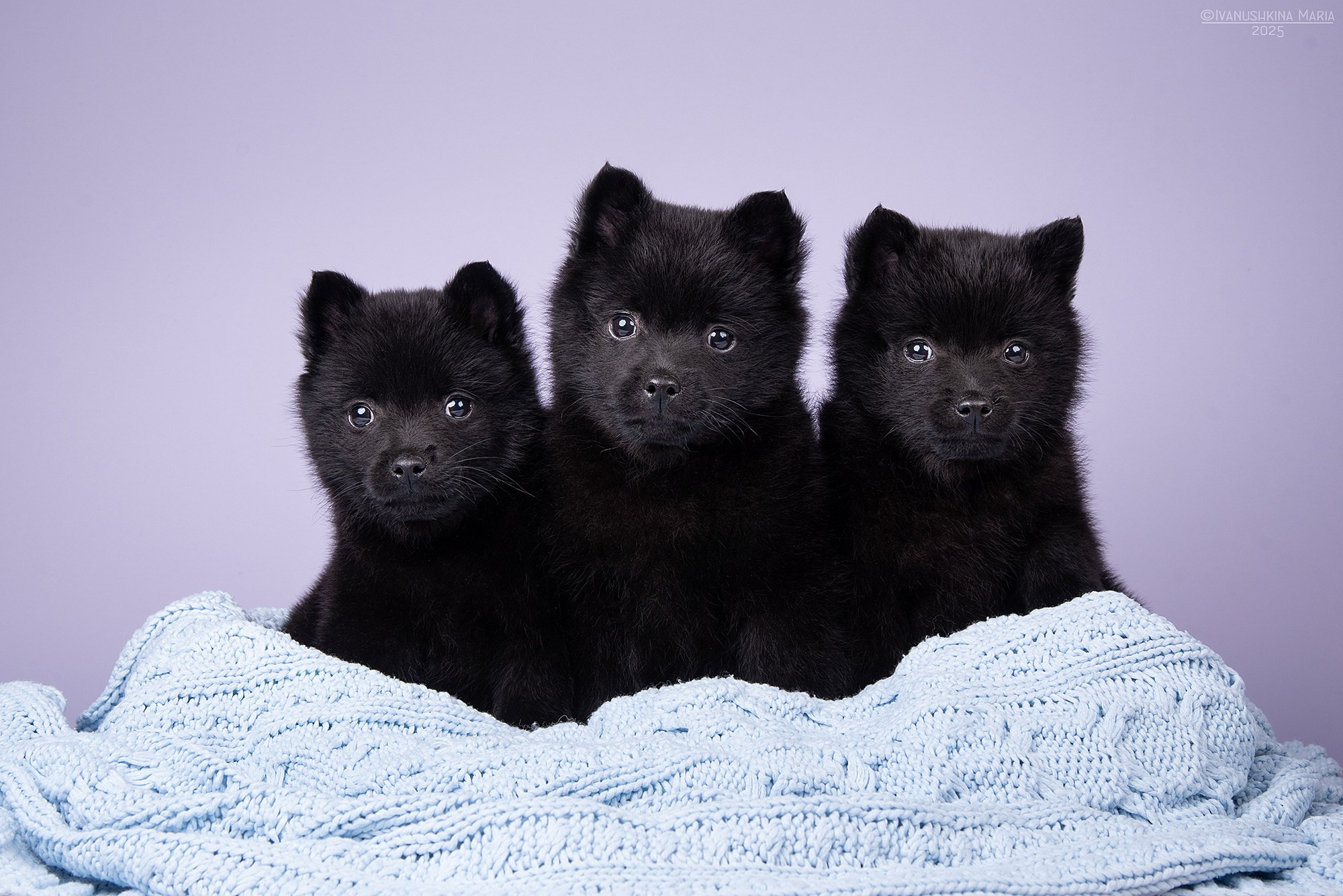 щенки шипперке