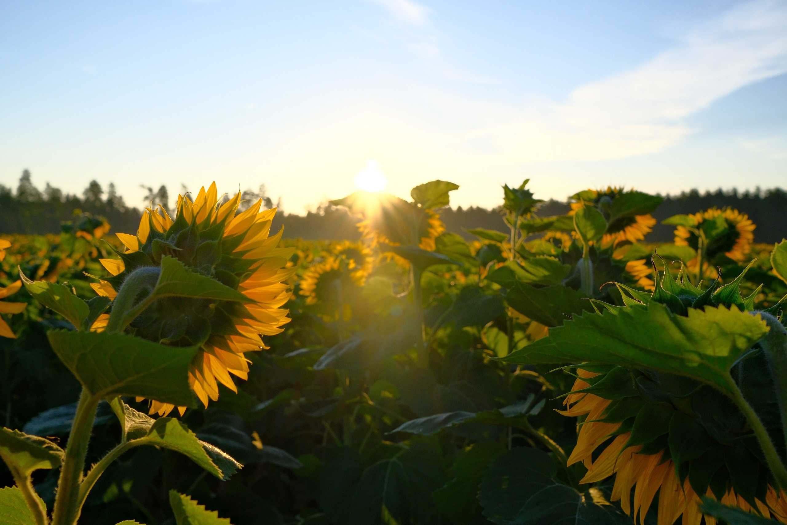 Семейный и портретный фотограф в Минске Константин Менжинский