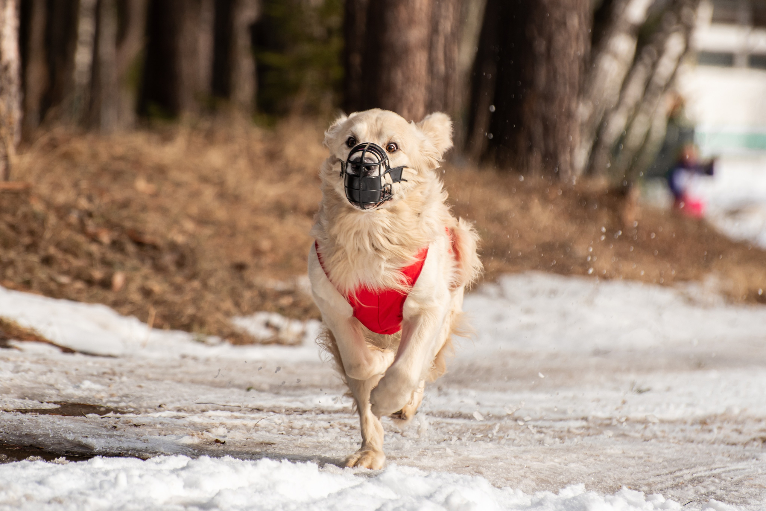 Фотосессии в кинологическом лагере. Фотограф Макс Огурцов в Нижнем Новгороде