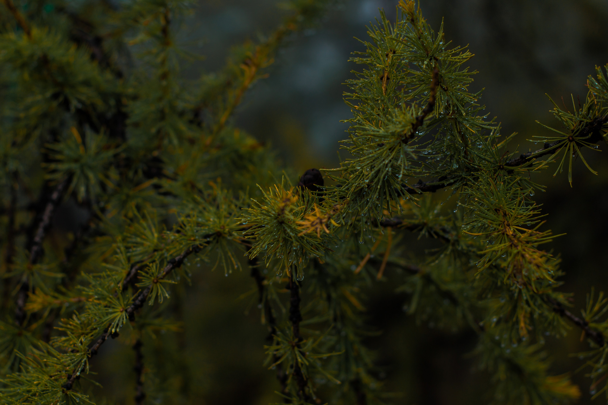 Гора большой Сугомак. Сентябрь 2023 год. Фотограф Переверзева Анна Екатеринбург