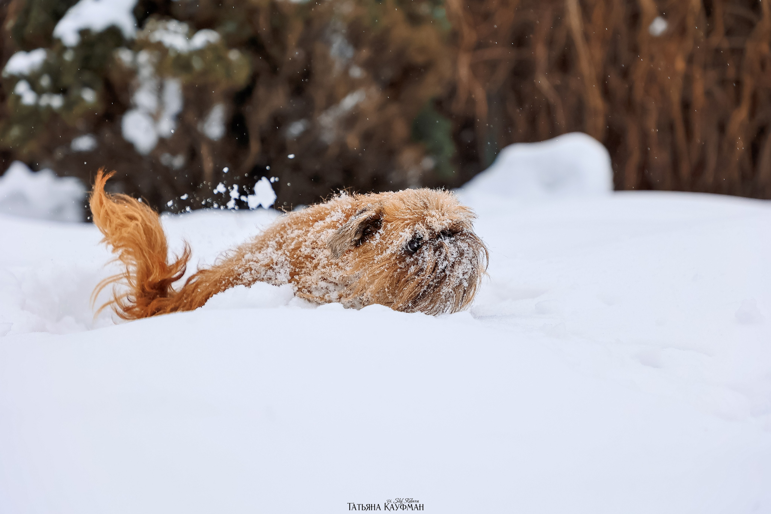 Брюссельский гриффон, фотография гриффон, красивая собака, фотограф анималист, фотокурс Анималистика, научиться фотографировать собак, фотограф Новосибирск