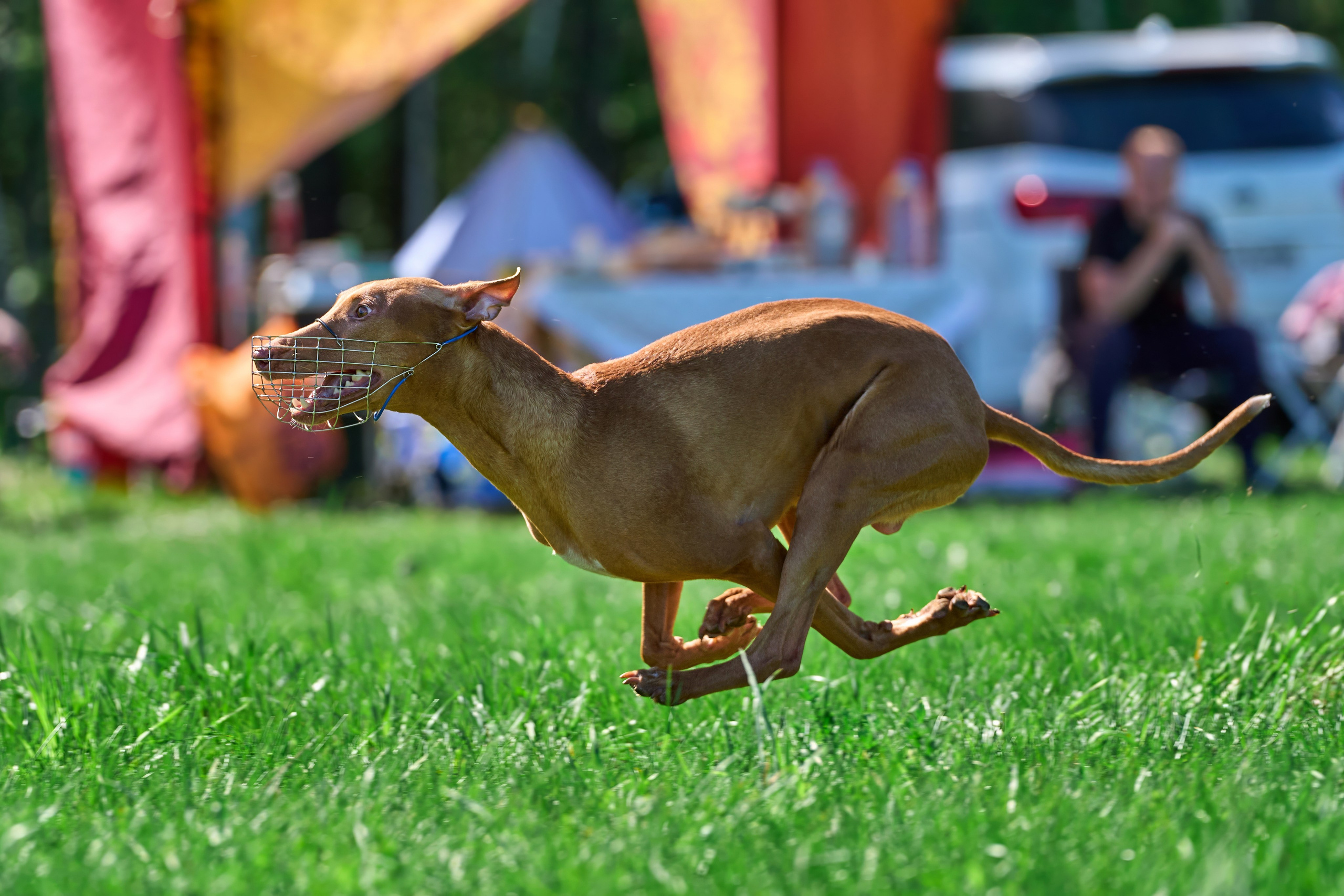 Тренировка по курсингу Донино. Фотограф-анималист Михаил Манухин