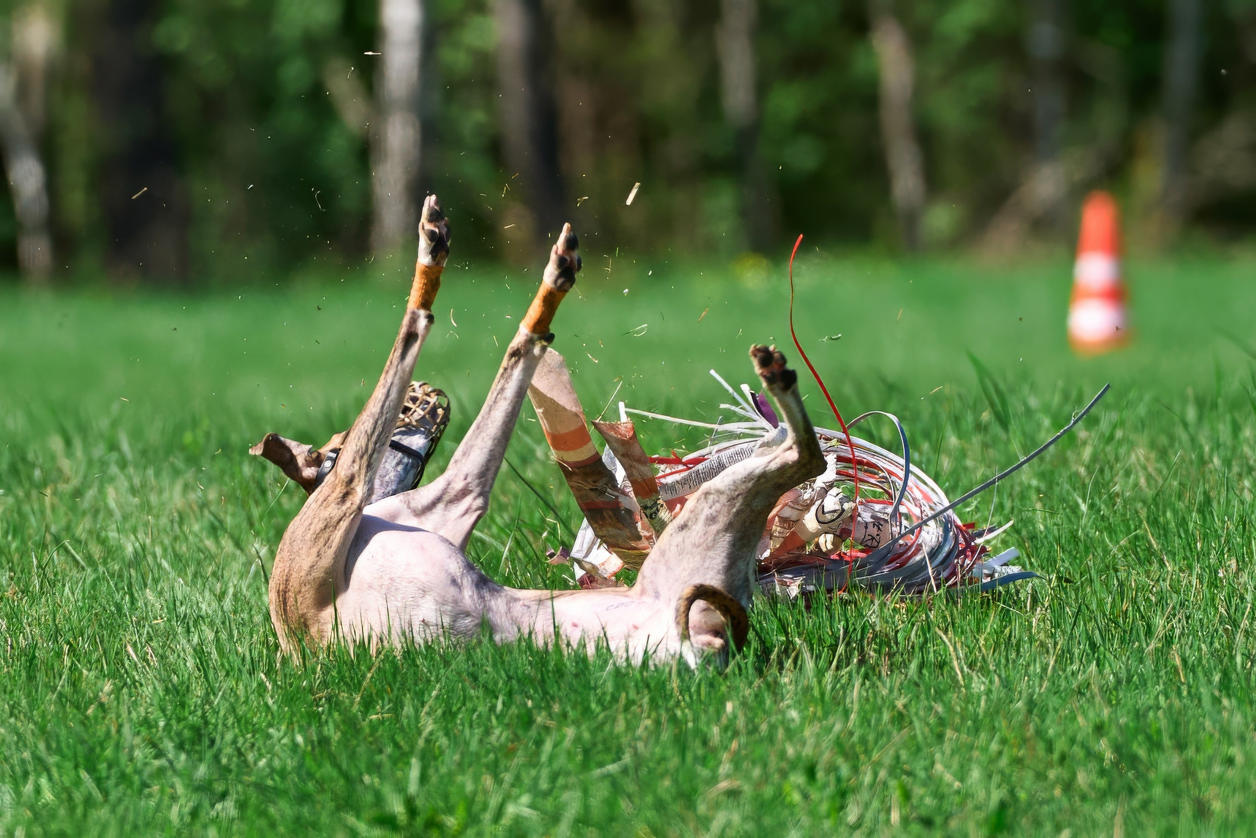 Тренировка по курсингу Донино. Фотограф-анималист Михаил Манухин