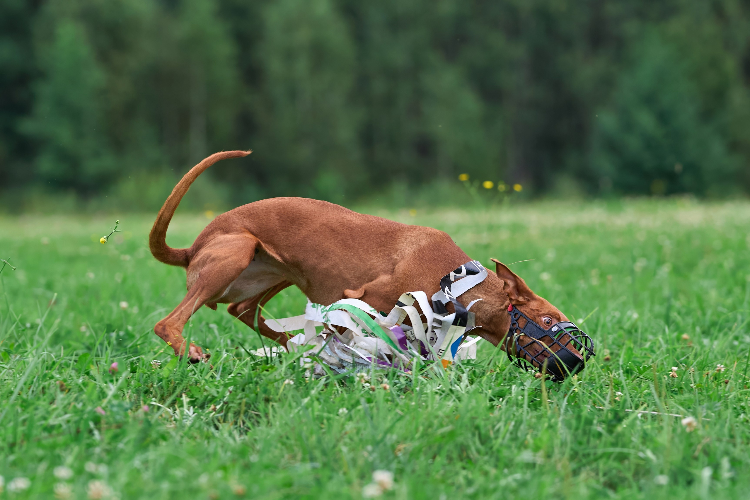 Тренировка в Донино. Фотограф-анималист Михаил Манухин