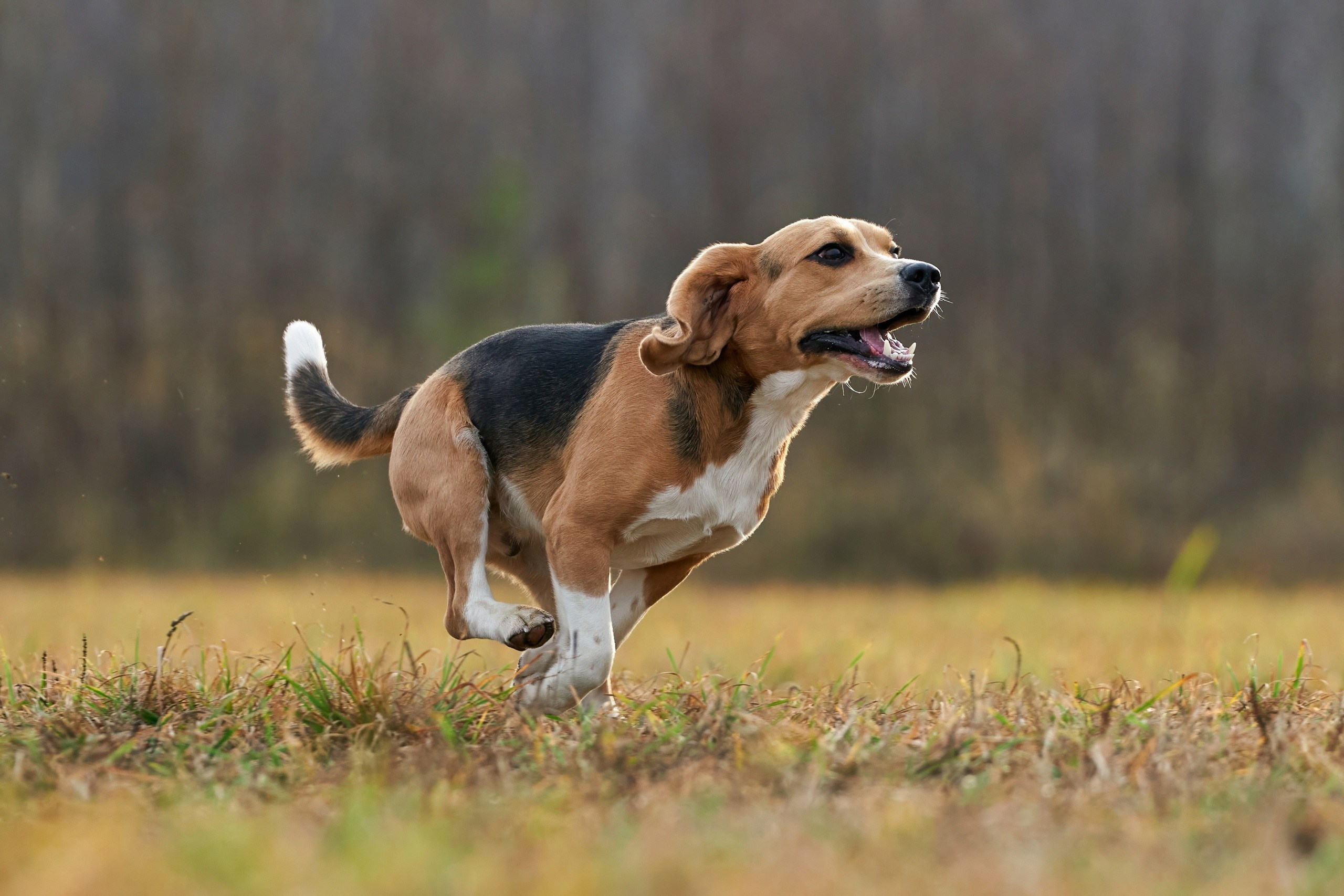 Состязания свор «Тройки». Фотограф-анималист Михаил Манухин