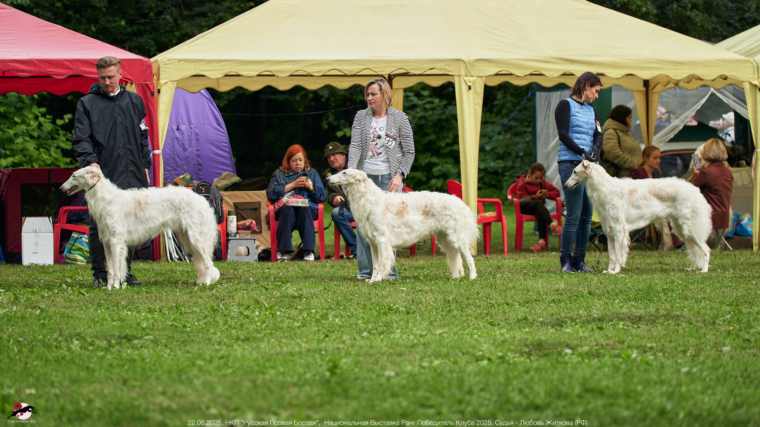 22.06.2025 | Национальная Выставка НКП "Русская Псовая Борзая"