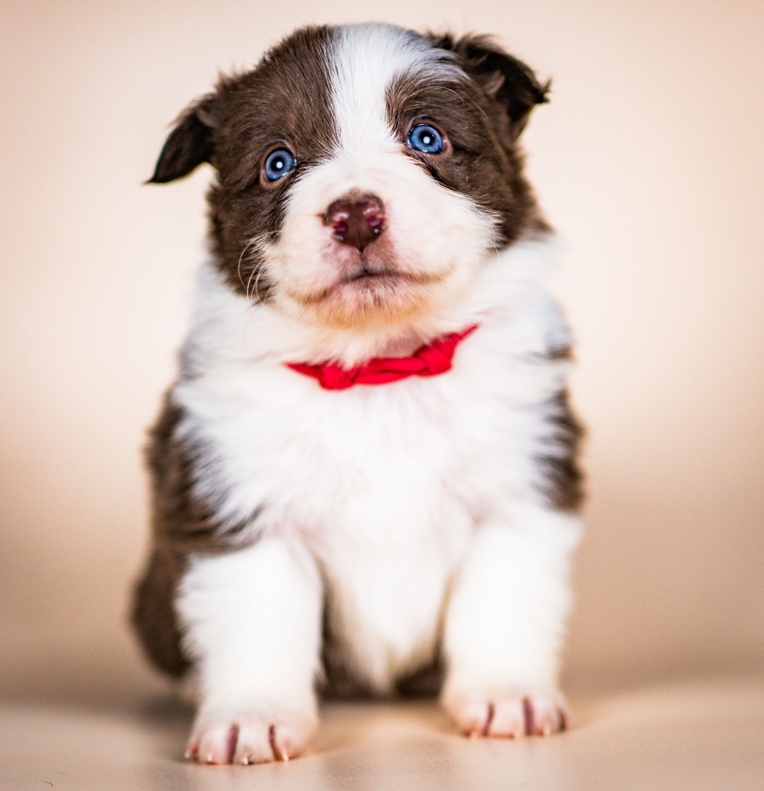 Фритсвит. Семейный фотограф Ефремова Виктория