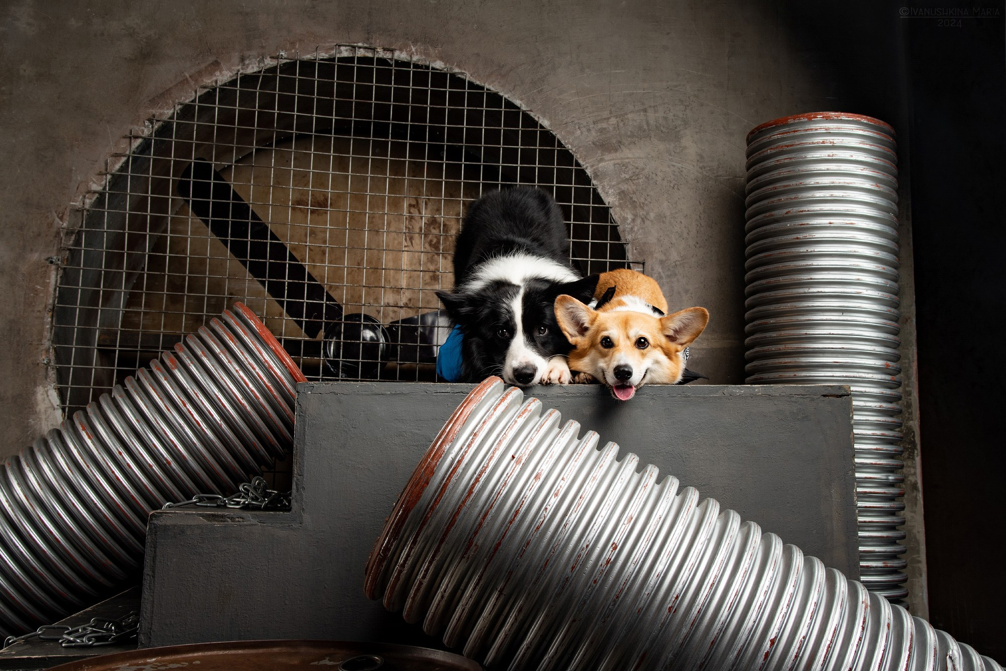 Съемки в интерьерных студиях. Фотограф собак в Москве и Московской области Иванушкина Мария