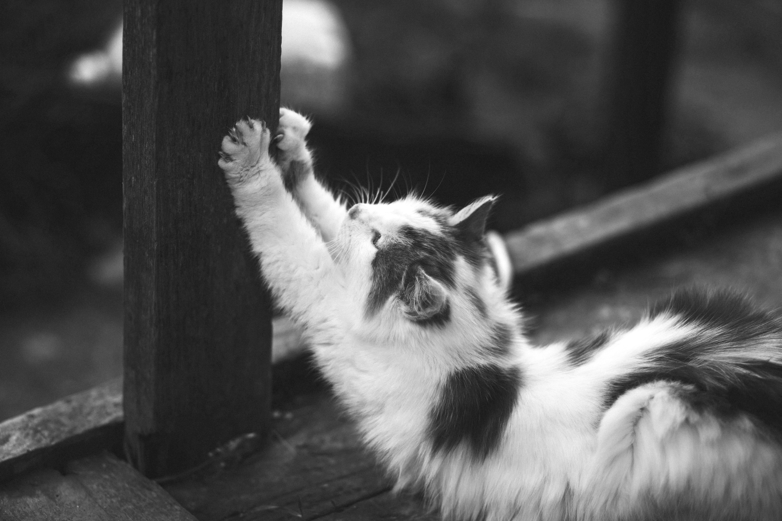 Улицы Люди на улицах Природа Животные — фотограф Оля Волчкова