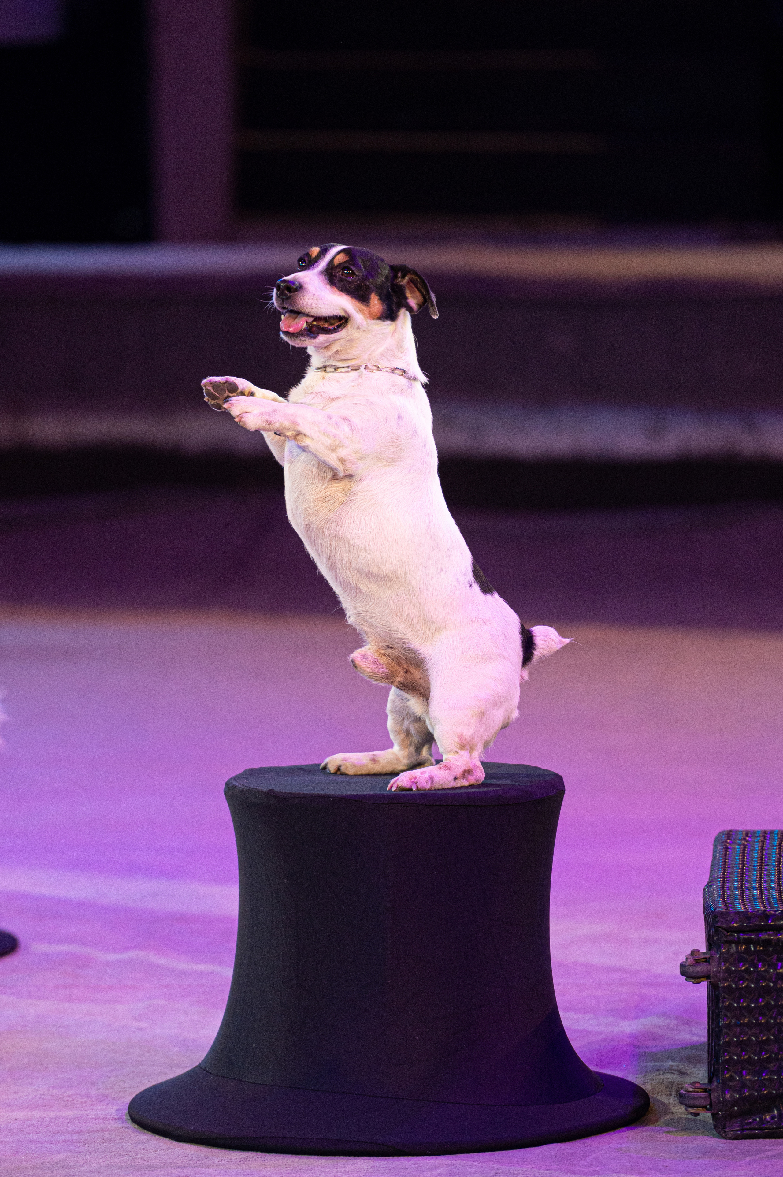 Тверской цирк «Юбилейная программа». Конный и фотограф с животными в Твери Топталова Люся