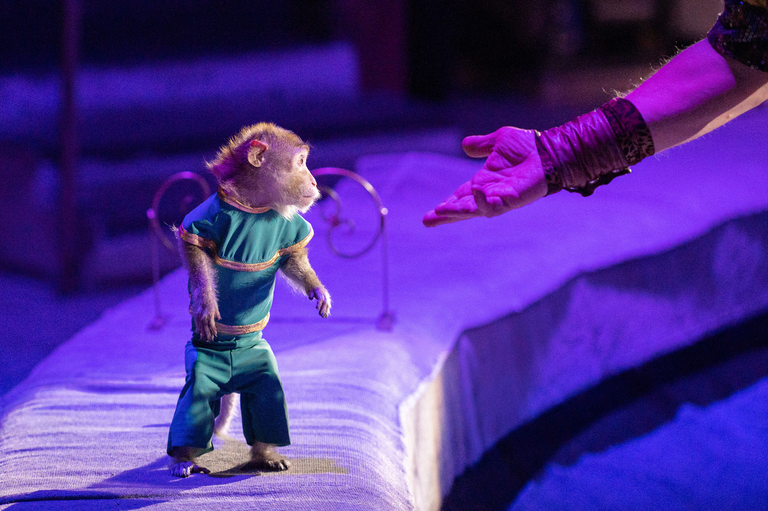 Тверской цирк «Юбилейная программа». Конный и фотограф с животными в Твери Топталова Люся