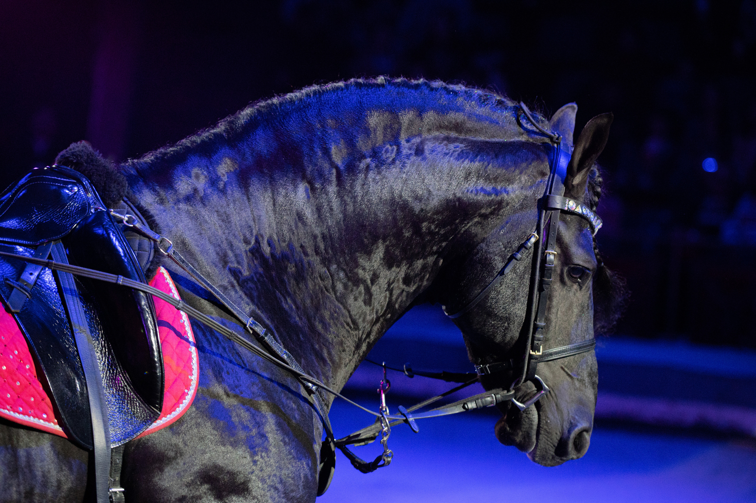 Тверской цирк «Юбилейная программа». Конный и фотограф с животными в Твери Топталова Люся