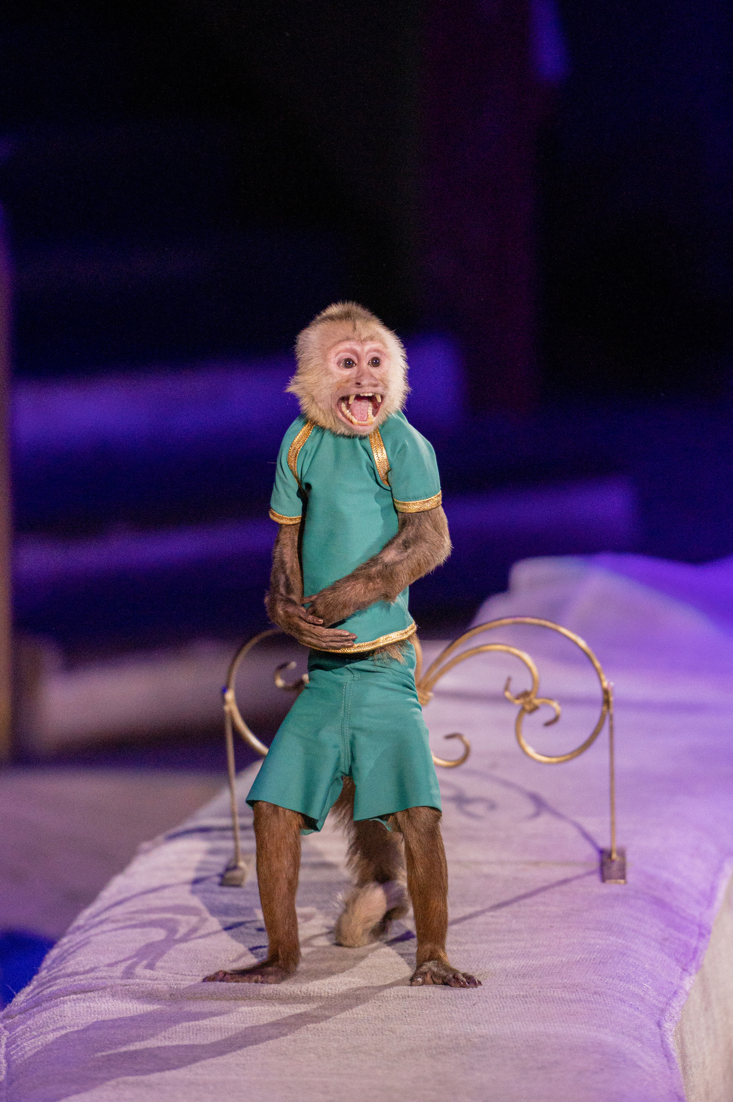 Тверской цирк «Юбилейная программа». Конный и фотограф с животными в Твери Топталова Люся