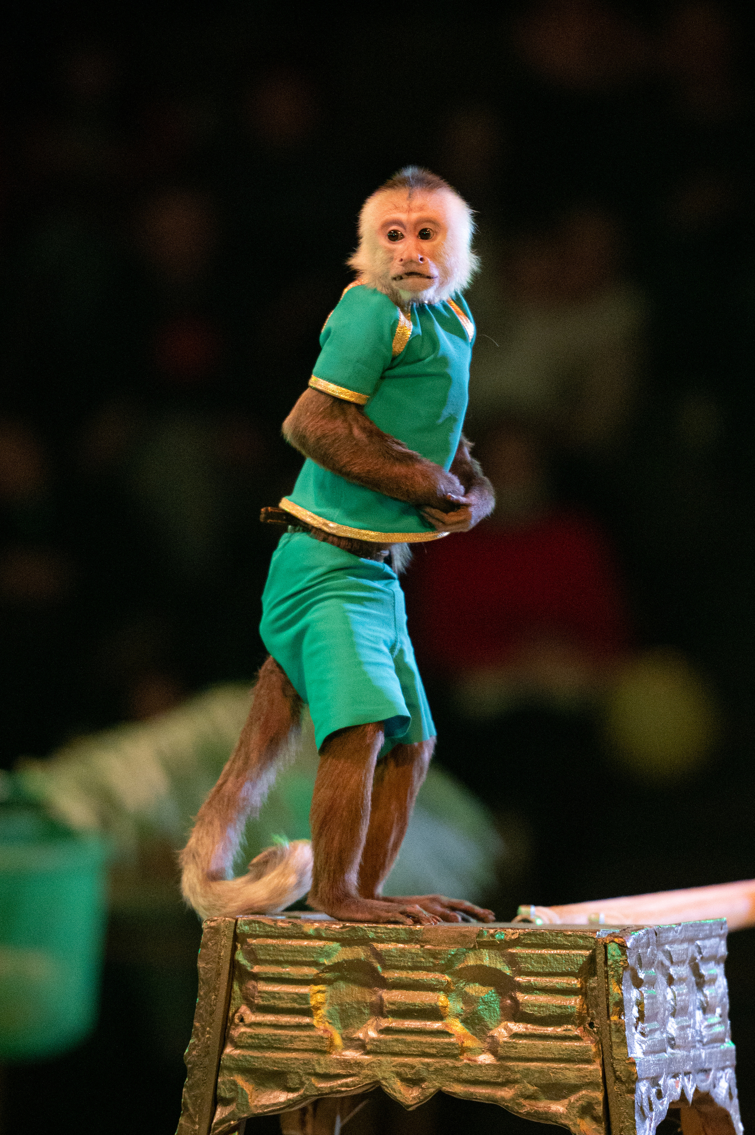 Тверской цирк «Юбилейная программа». Конный и фотограф с животными в Твери Топталова Люся