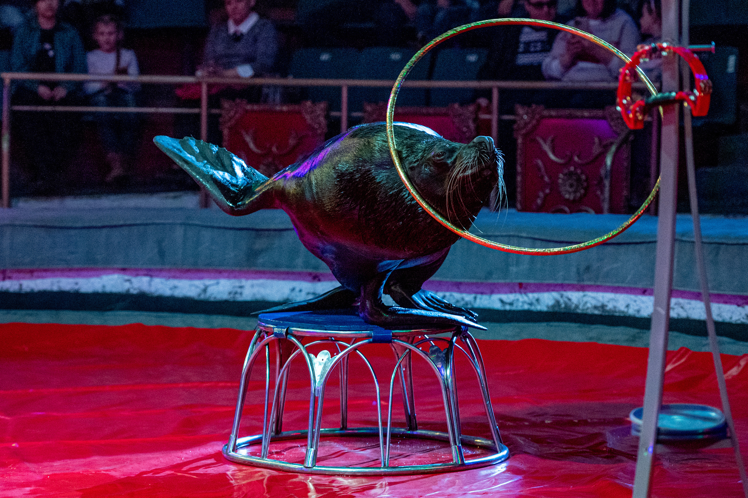 Тверской цирк «Юбилейная программа». Конный и фотограф с животными в Твери Топталова Люся