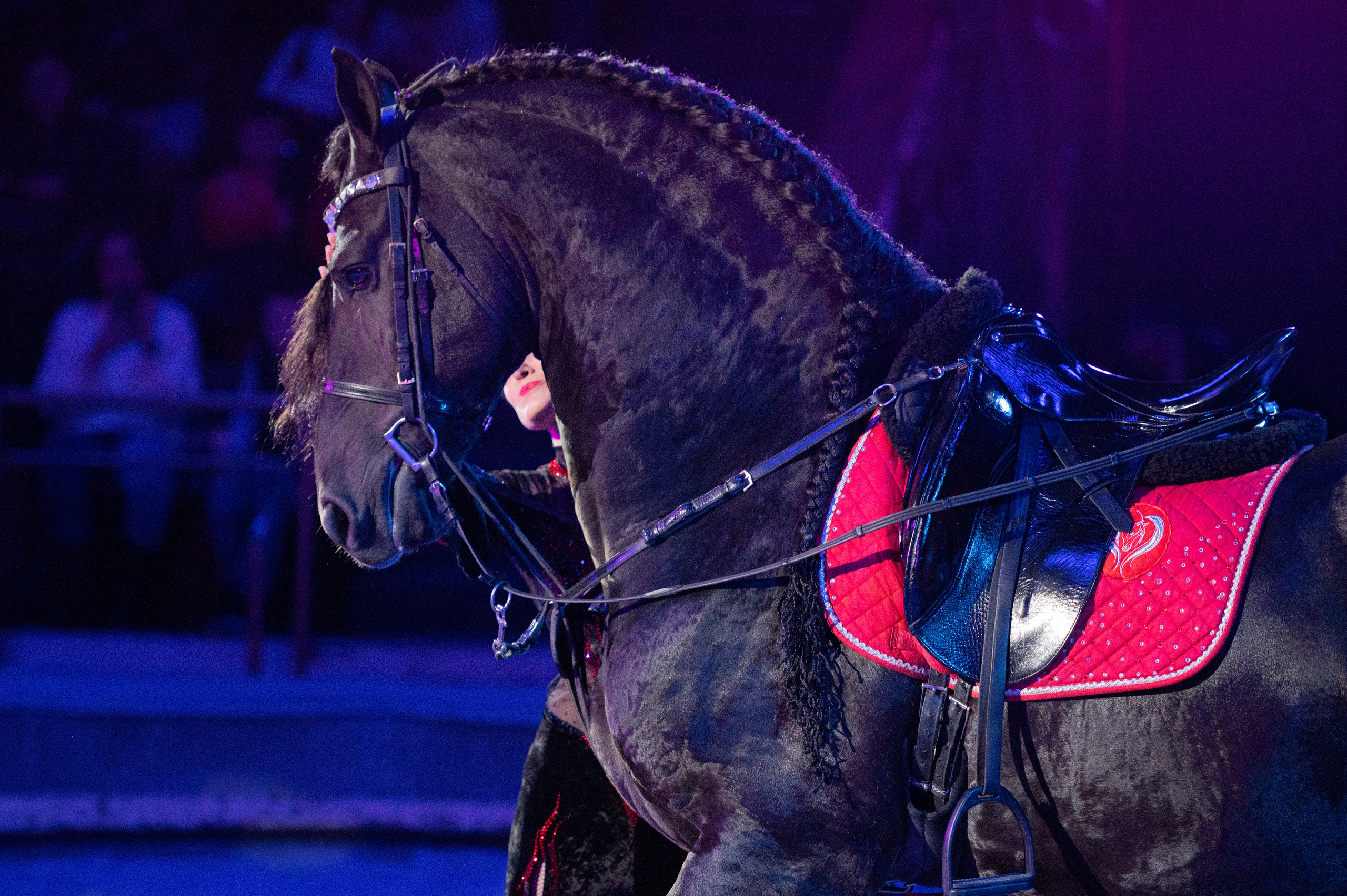 Тверской цирк «Юбилейная программа». Конный и фотограф с животными в Твери Топталова Люся