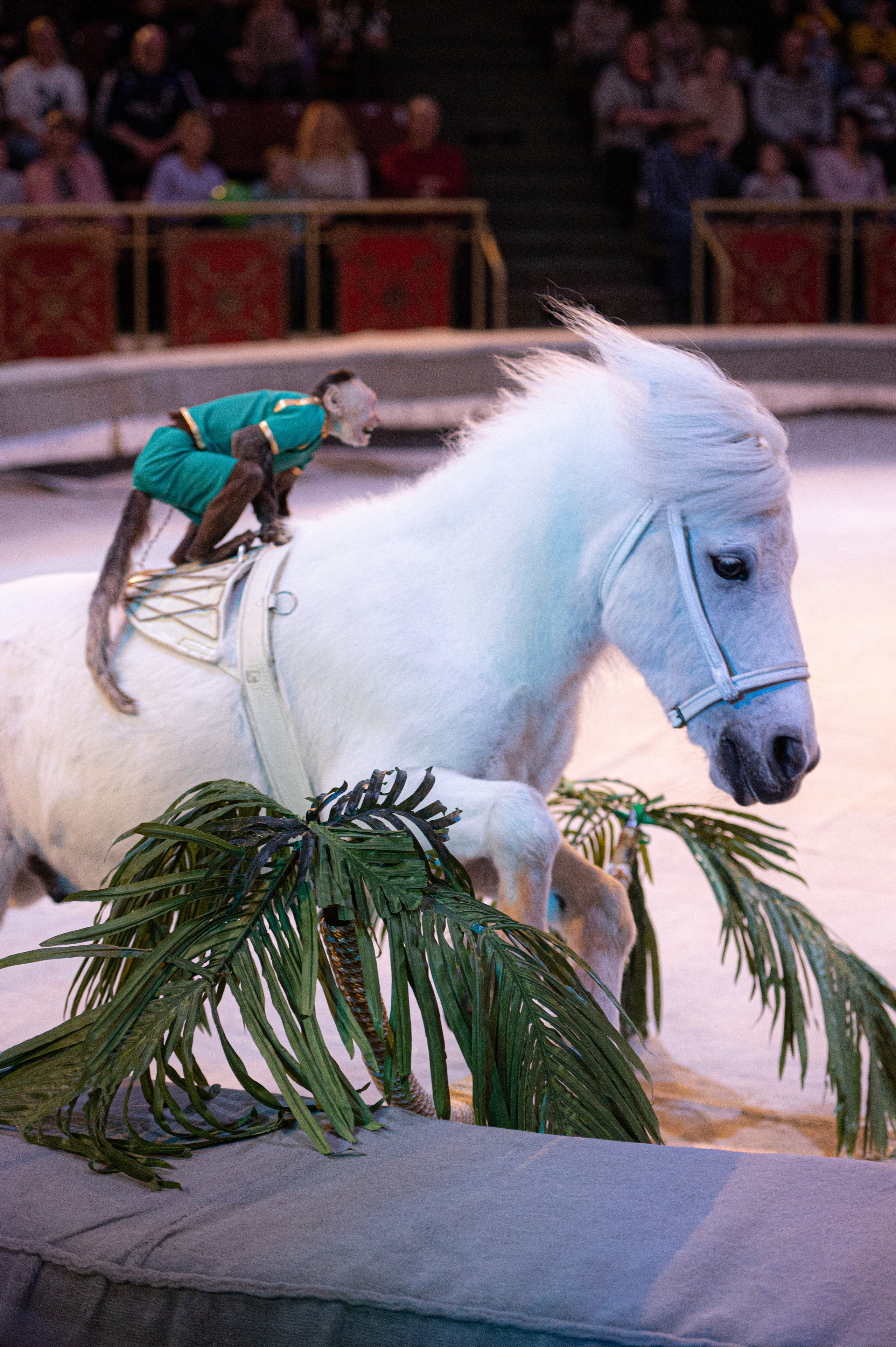 Тверской цирк «Юбилейная программа». Конный и фотограф с животными в Твери Топталова Люся