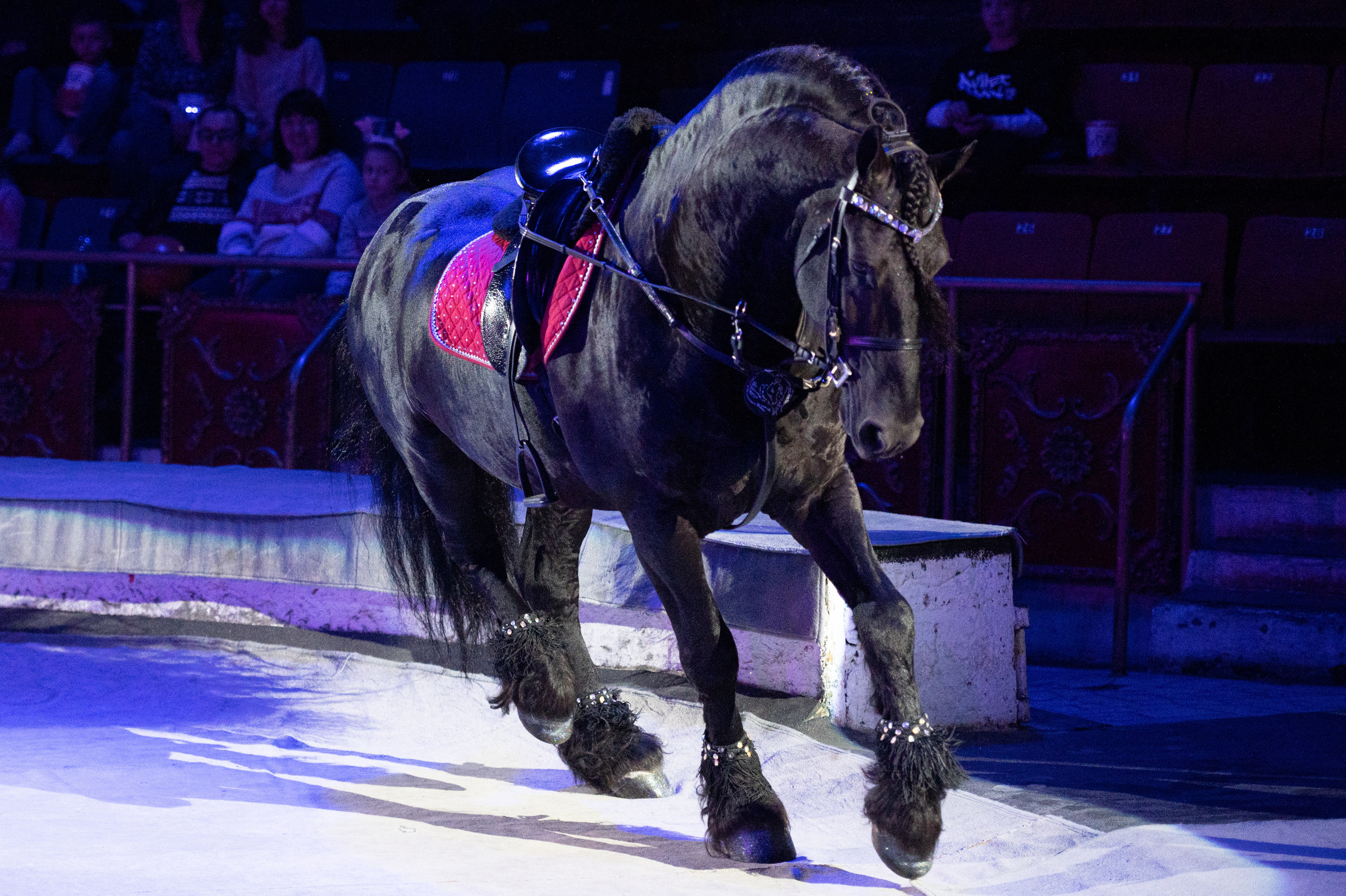 Тверской цирк «Юбилейная программа». Конный и фотограф с животными в Твери Топталова Люся