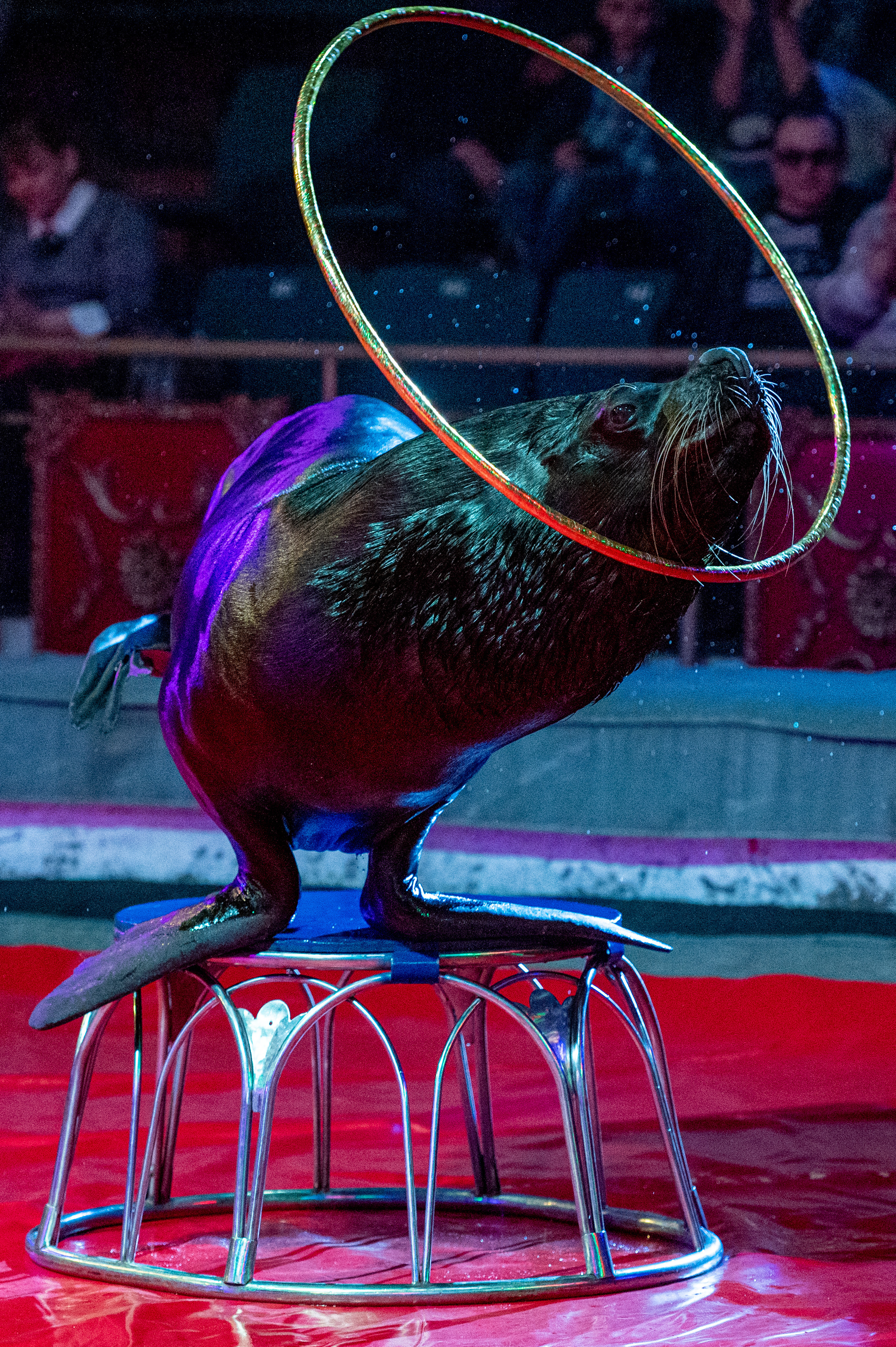 Тверской цирк «Юбилейная программа». Конный и фотограф с животными в Твери Топталова Люся
