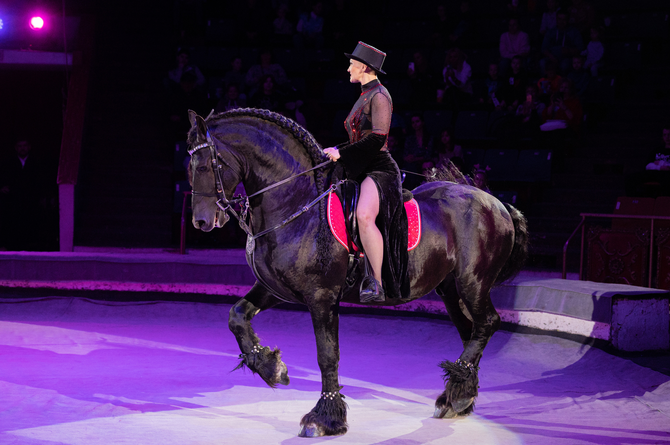 Тверской цирк «Юбилейная программа». Конный и фотограф с животными в Твери Топталова Люся