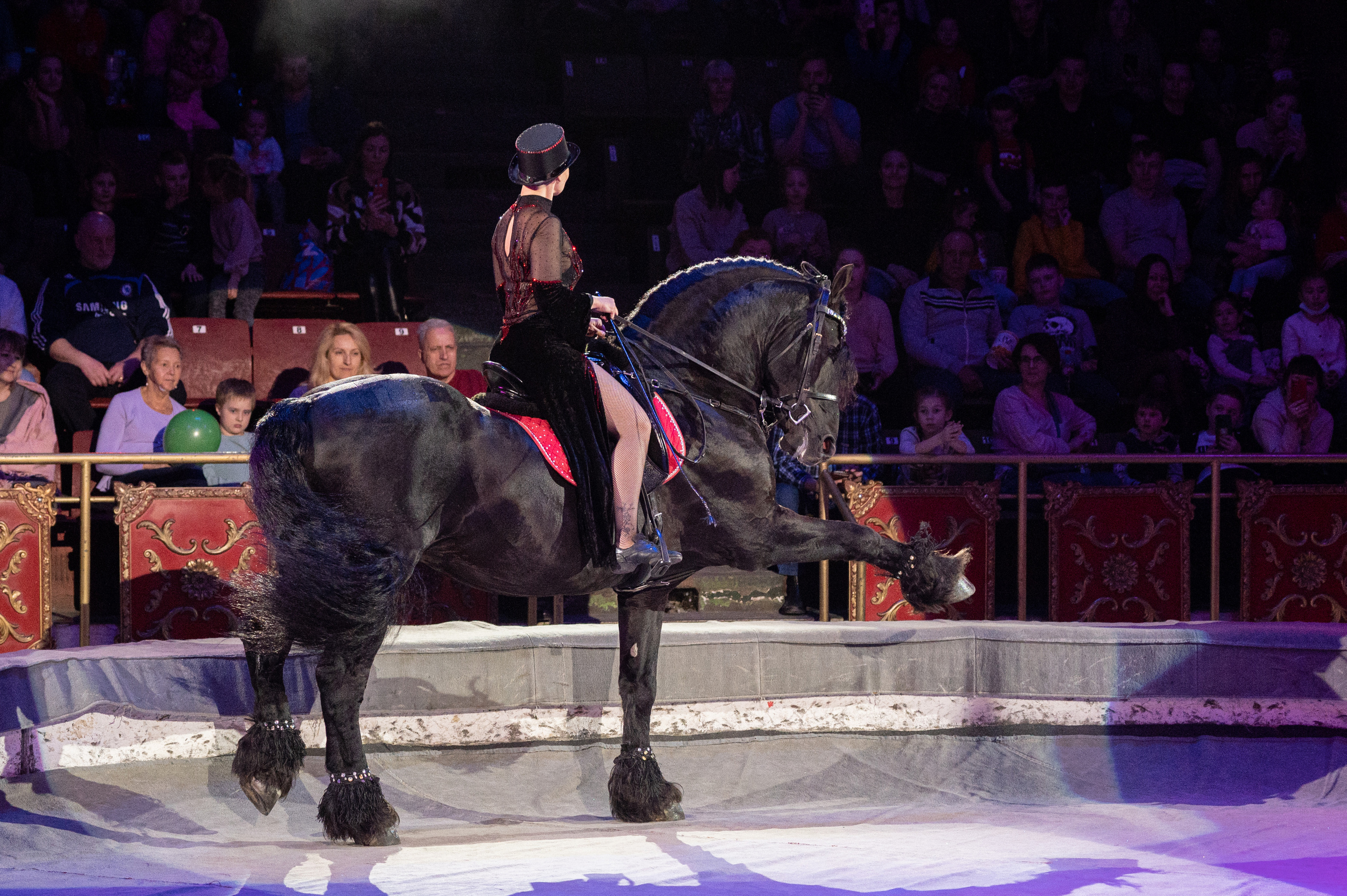 Тверской цирк «Юбилейная программа». Конный и фотограф с животными в Твери Топталова Люся