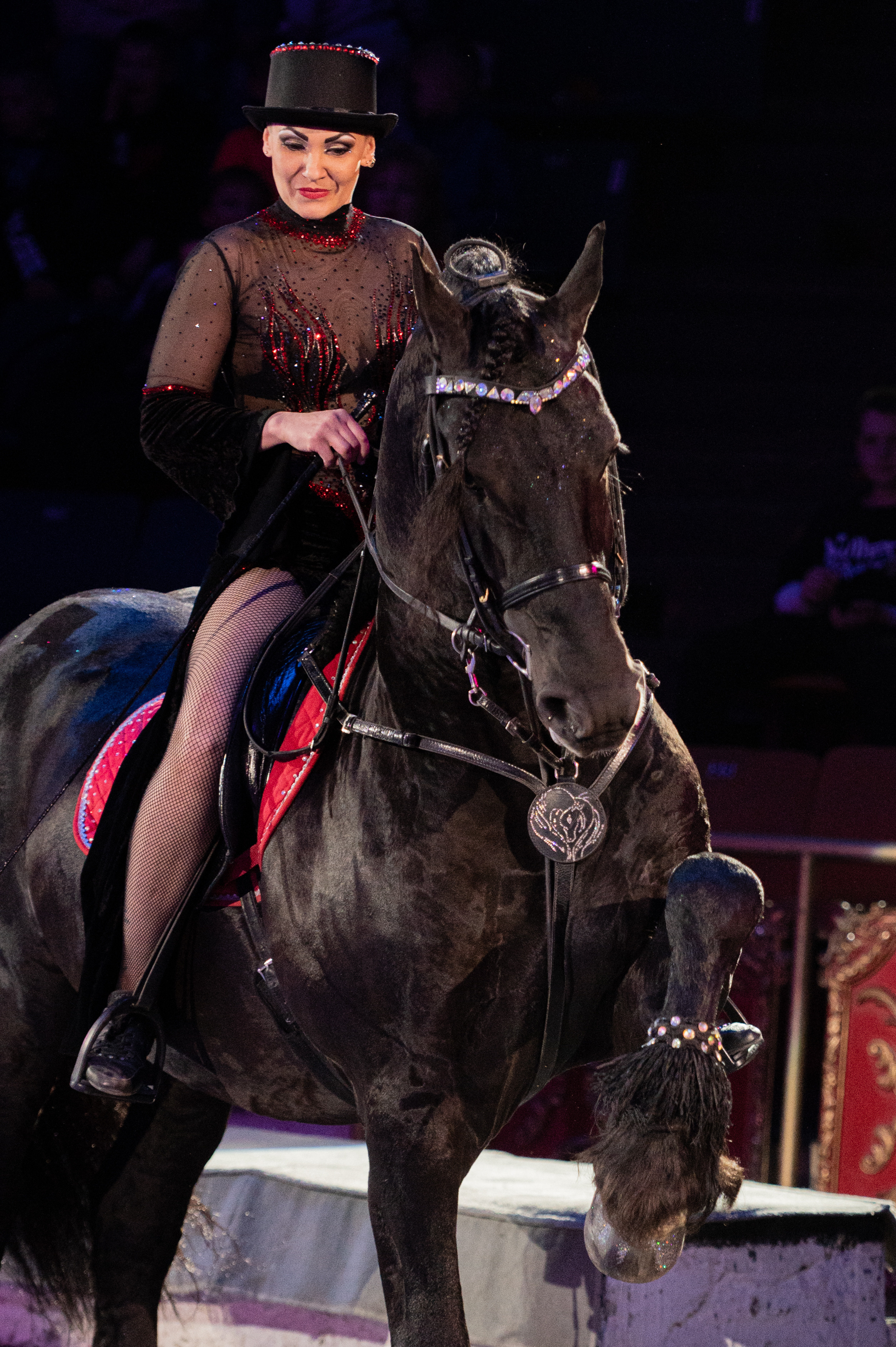 Тверской цирк «Юбилейная программа». Конный и фотограф с животными в Твери Топталова Люся