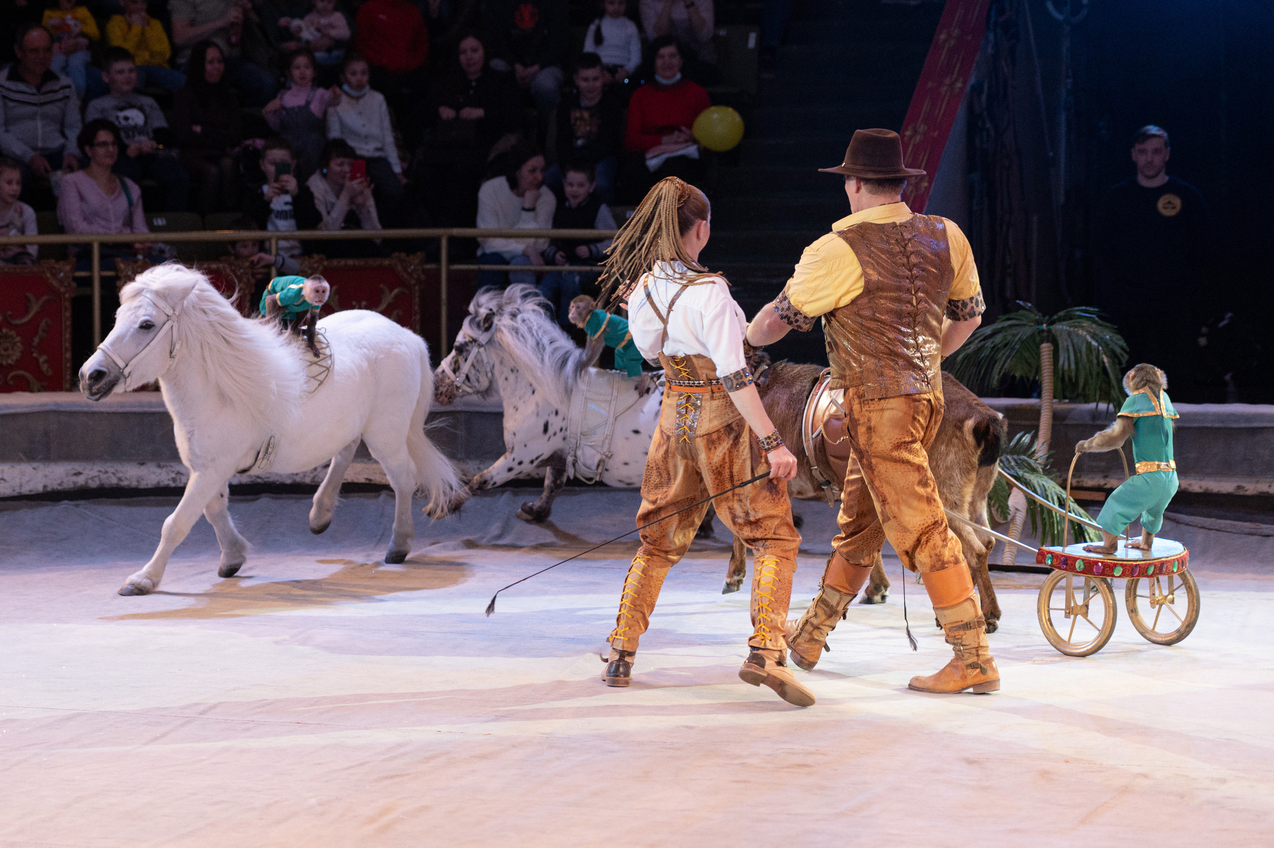 Тверской цирк «Юбилейная программа». Конный и фотограф с животными в Твери Топталова Люся