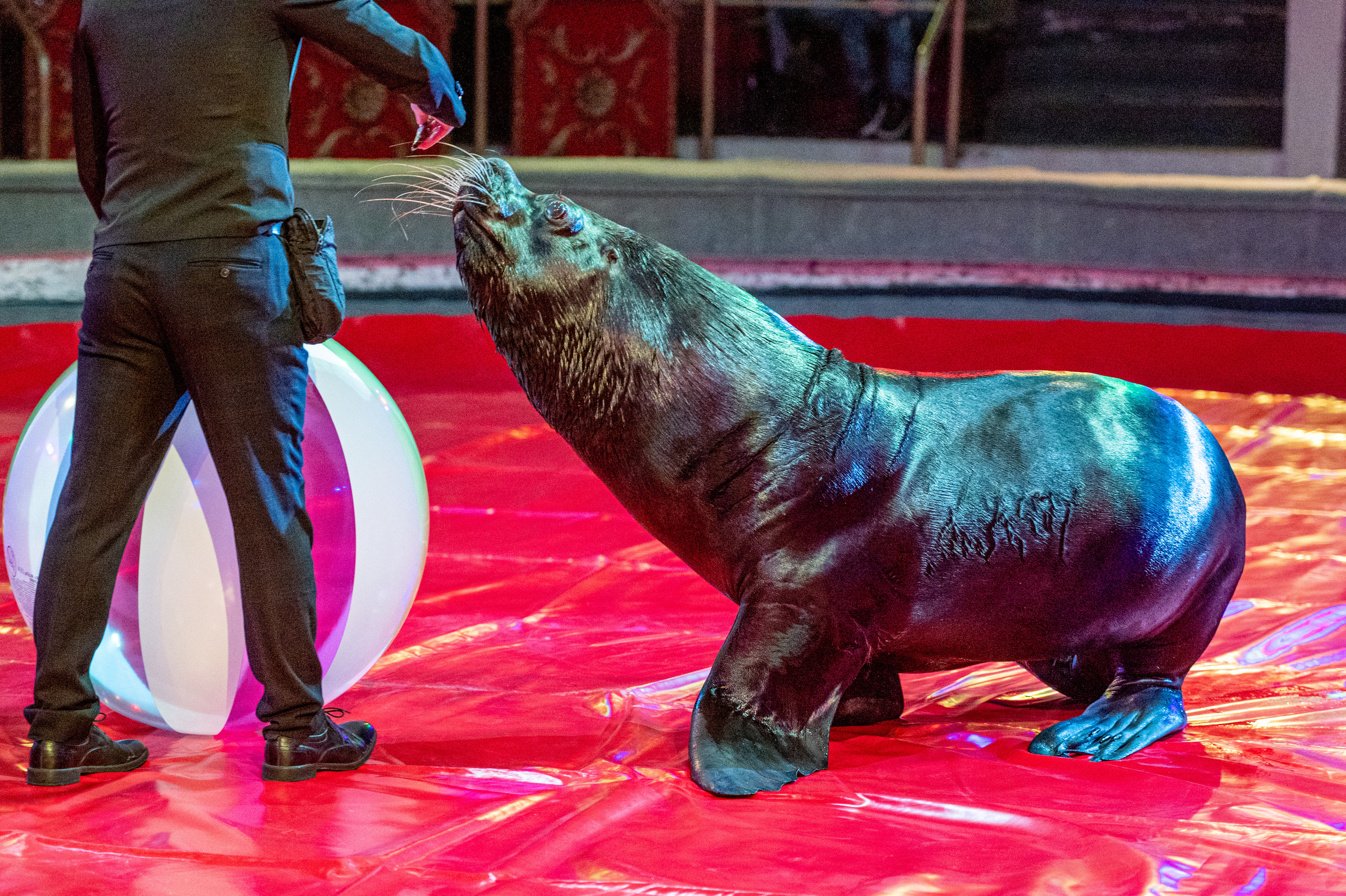 Тверской цирк «Юбилейная программа». Конный и фотограф с животными в Твери Топталова Люся