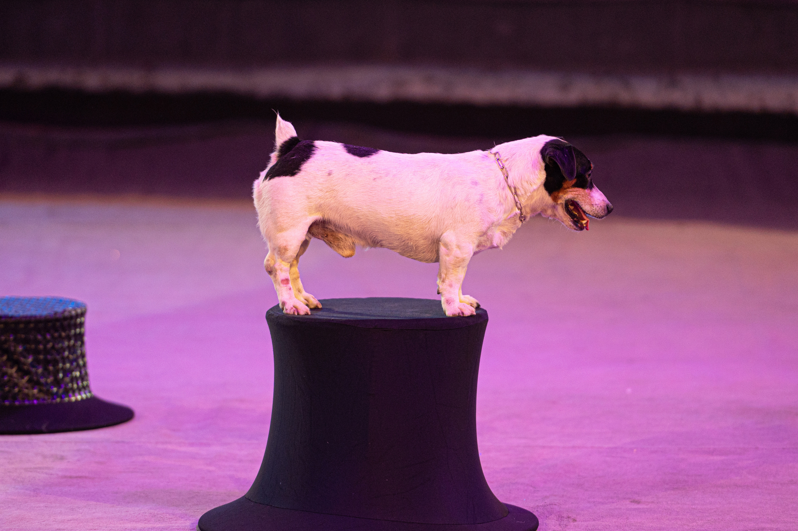 Тверской цирк «Юбилейная программа». Конный и фотограф с животными в Твери Топталова Люся
