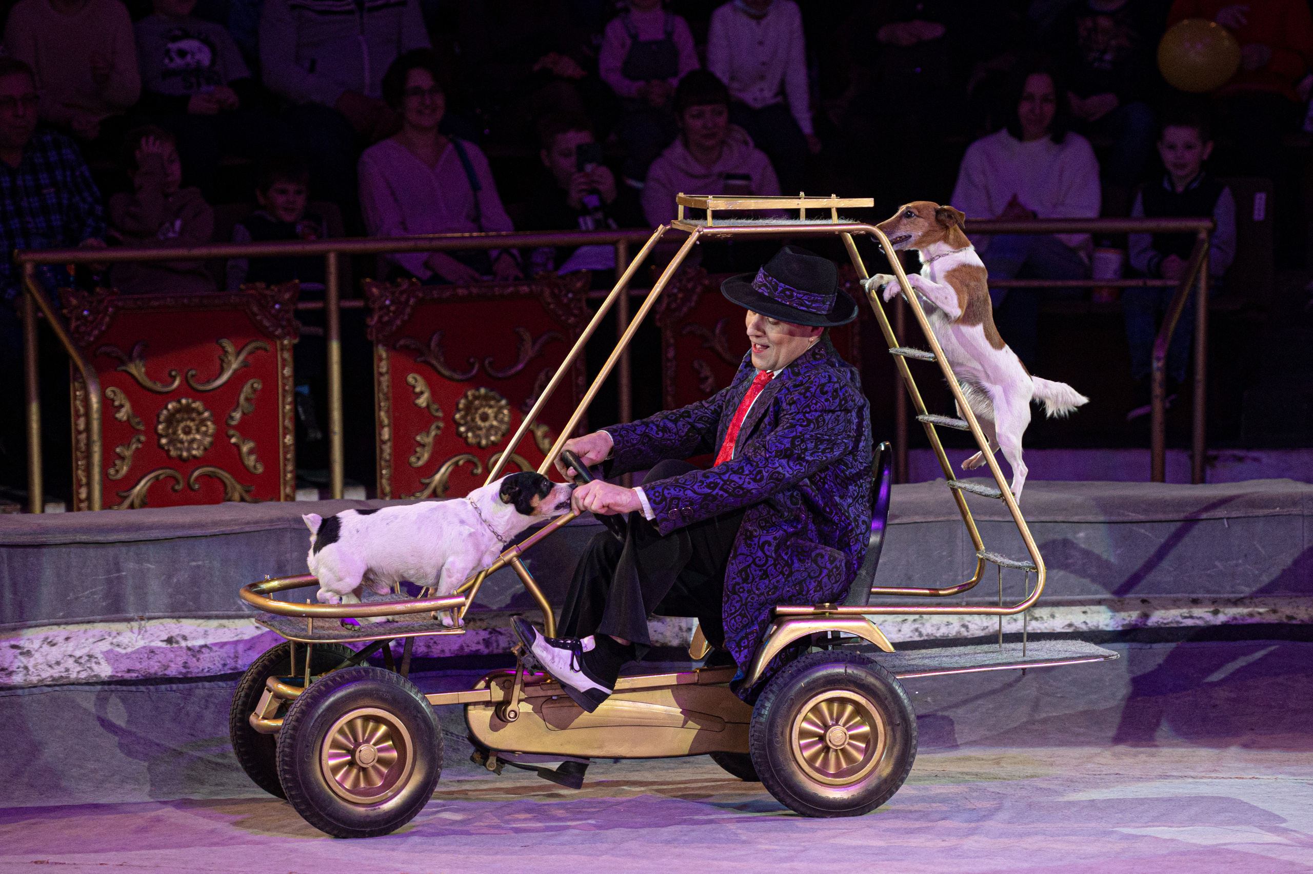 Тверской цирк «Юбилейная программа». Конный и фотограф с животными в Твери Топталова Люся