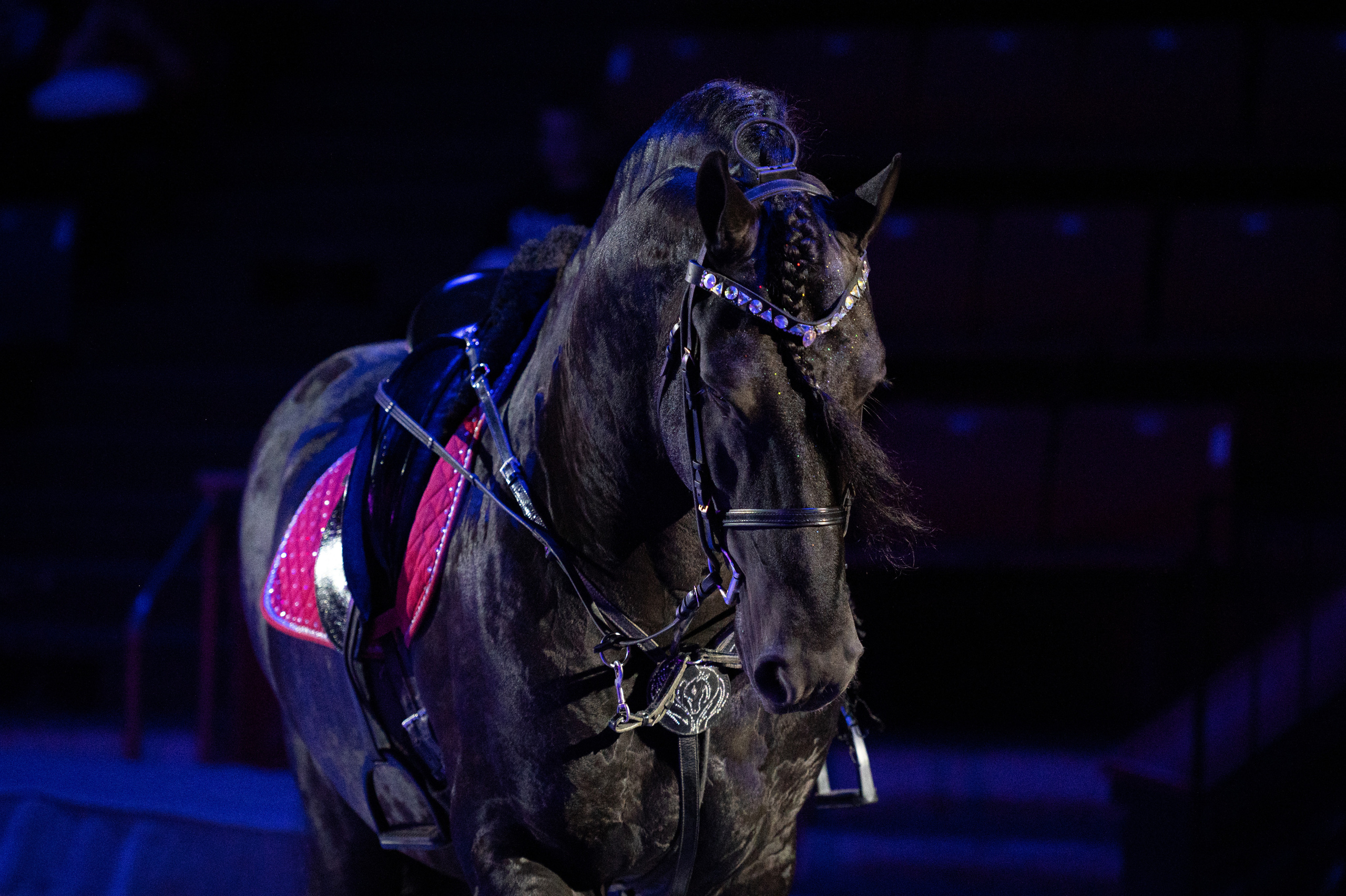 Тверской цирк «Юбилейная программа». Конный и фотограф с животными в Твери Топталова Люся