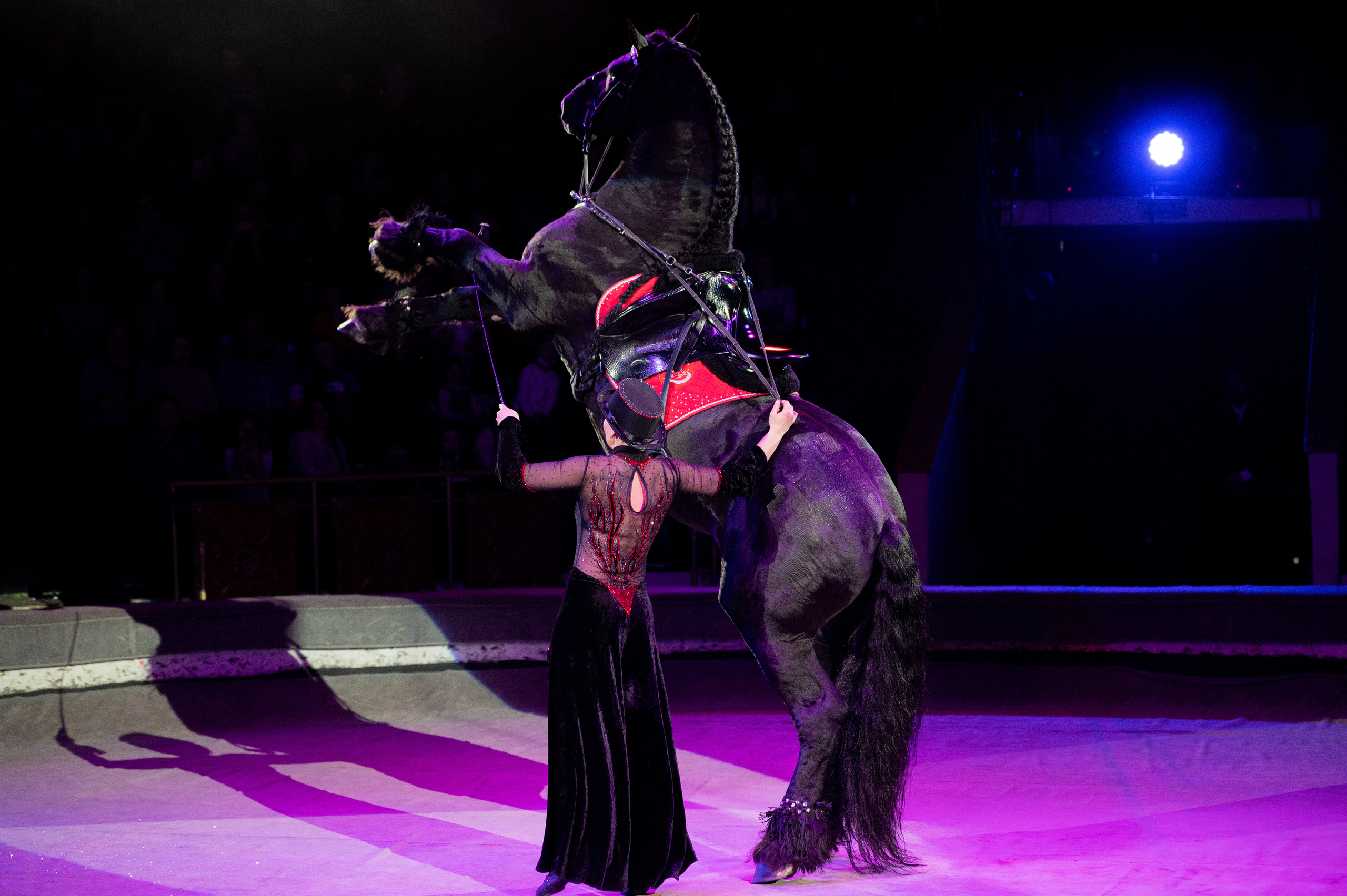 Тверской цирк «Юбилейная программа». Конный и фотограф с животными в Твери Топталова Люся