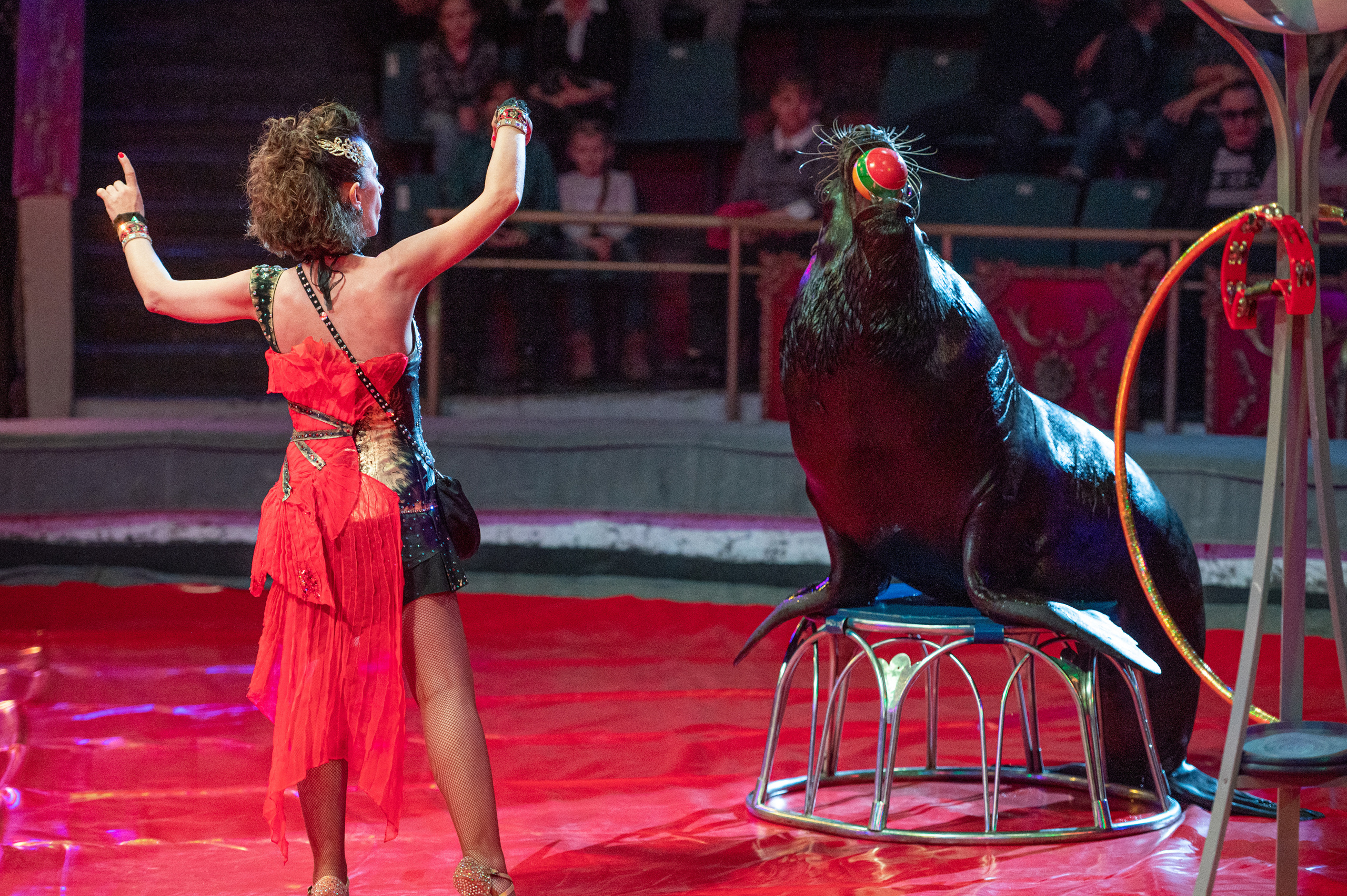 Тверской цирк «Юбилейная программа». Конный и фотограф с животными в Твери Топталова Люся