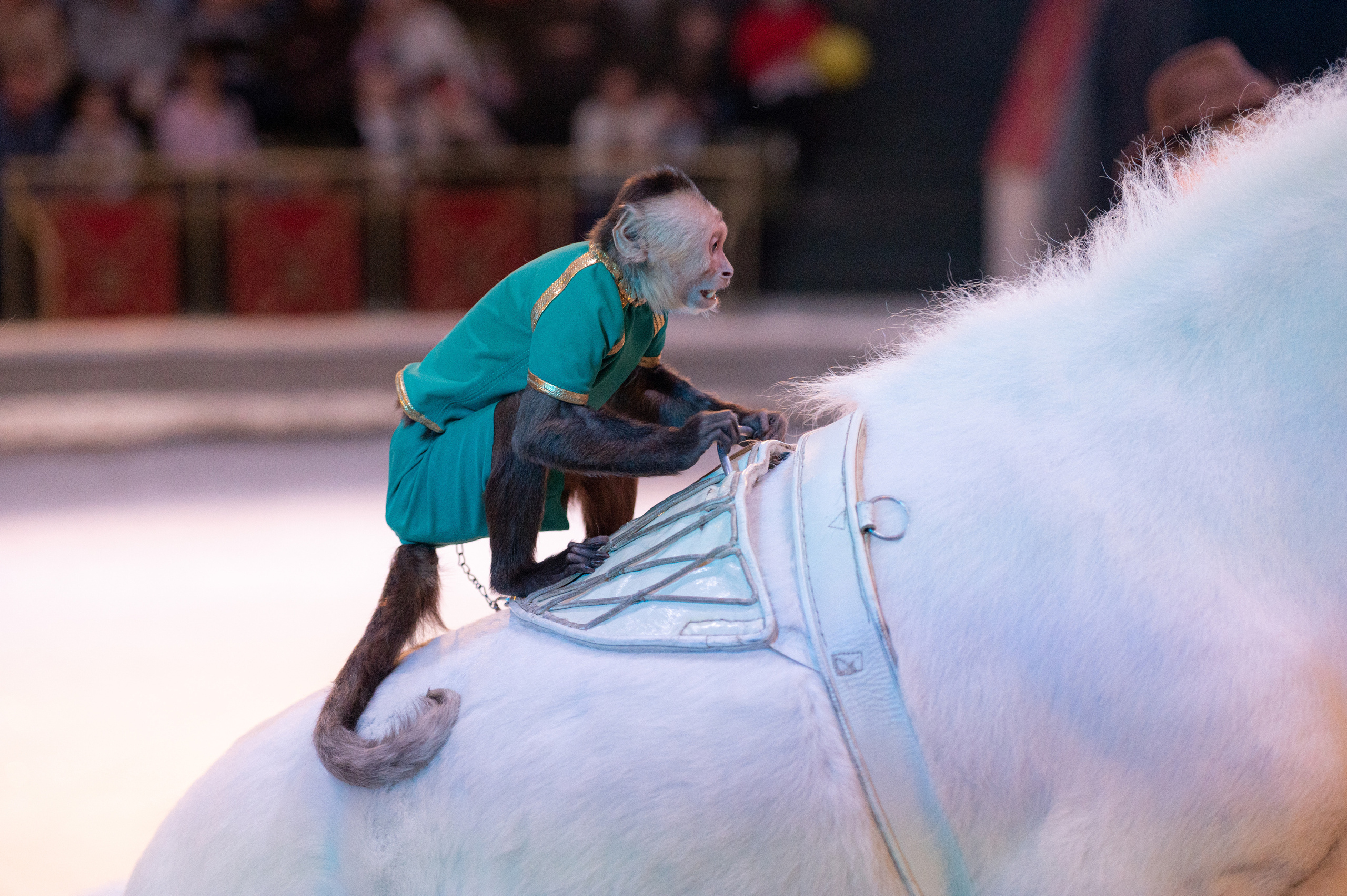 Тверской цирк «Юбилейная программа». Конный и фотограф с животными в Твери Топталова Люся