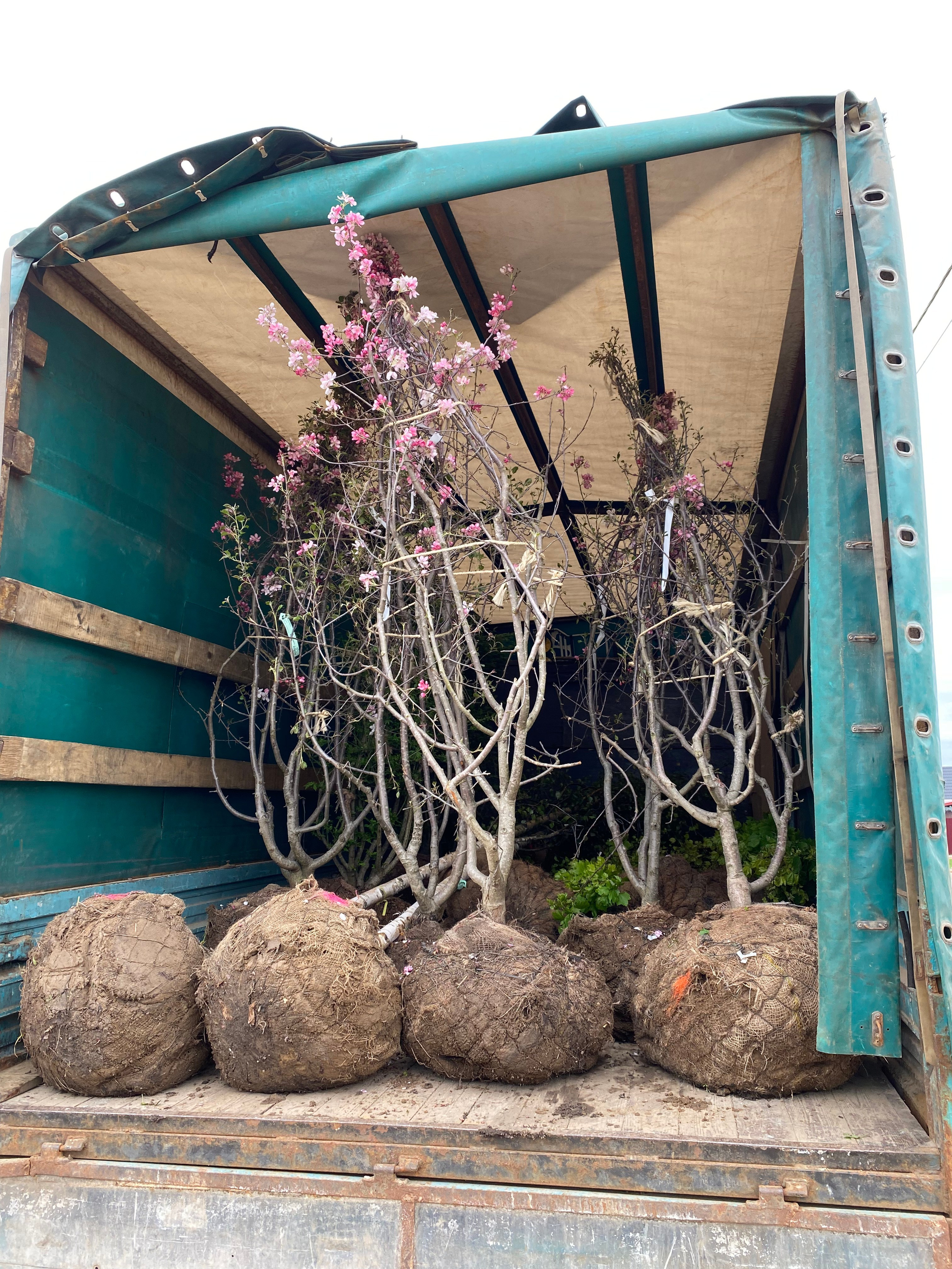 Посадки крупномеров. LA. Ландшафтный дизайн в Минске и Гродно