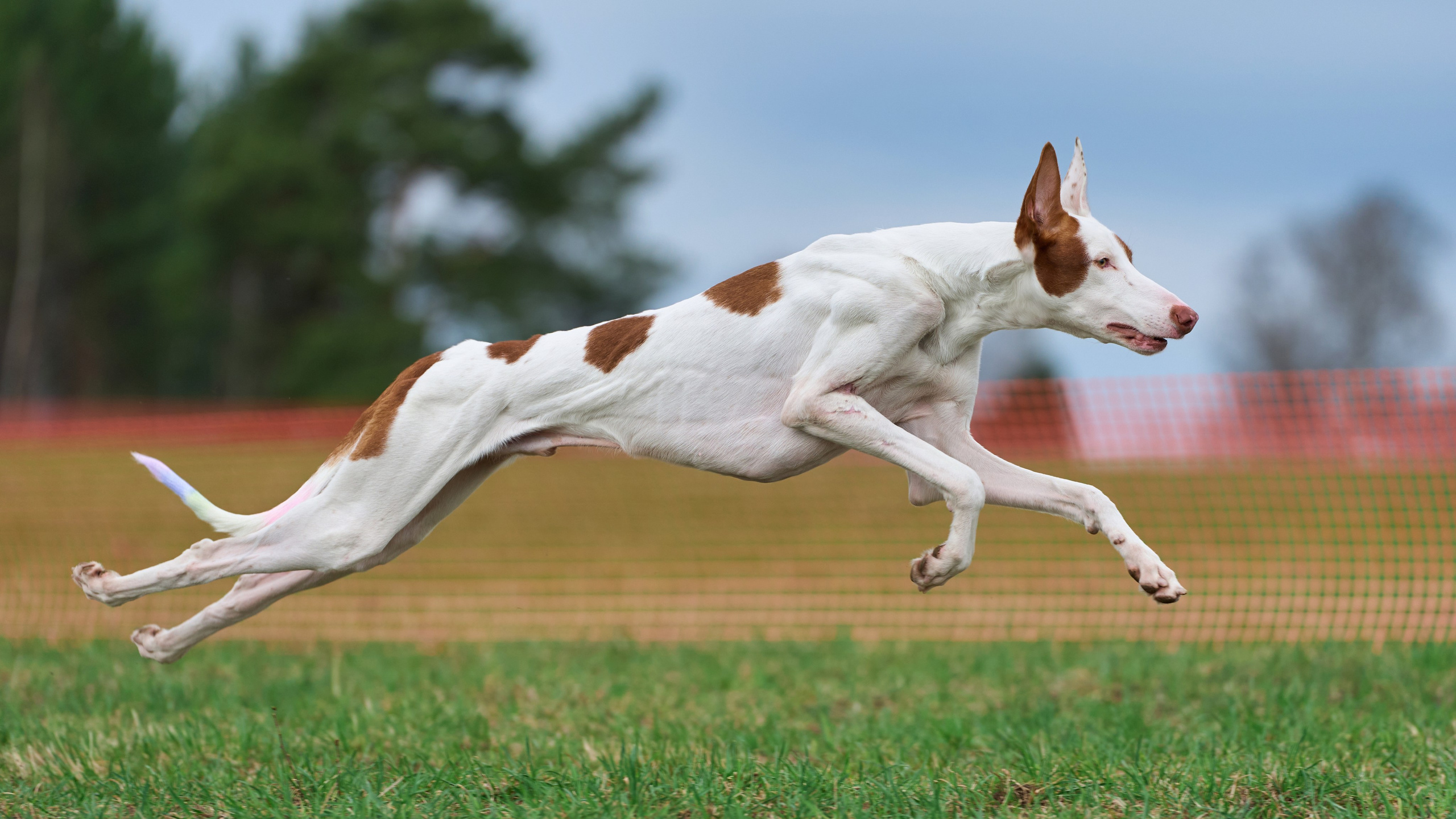 Квалификация по рейсингу. Фотограф-анималист Михаил Манухин