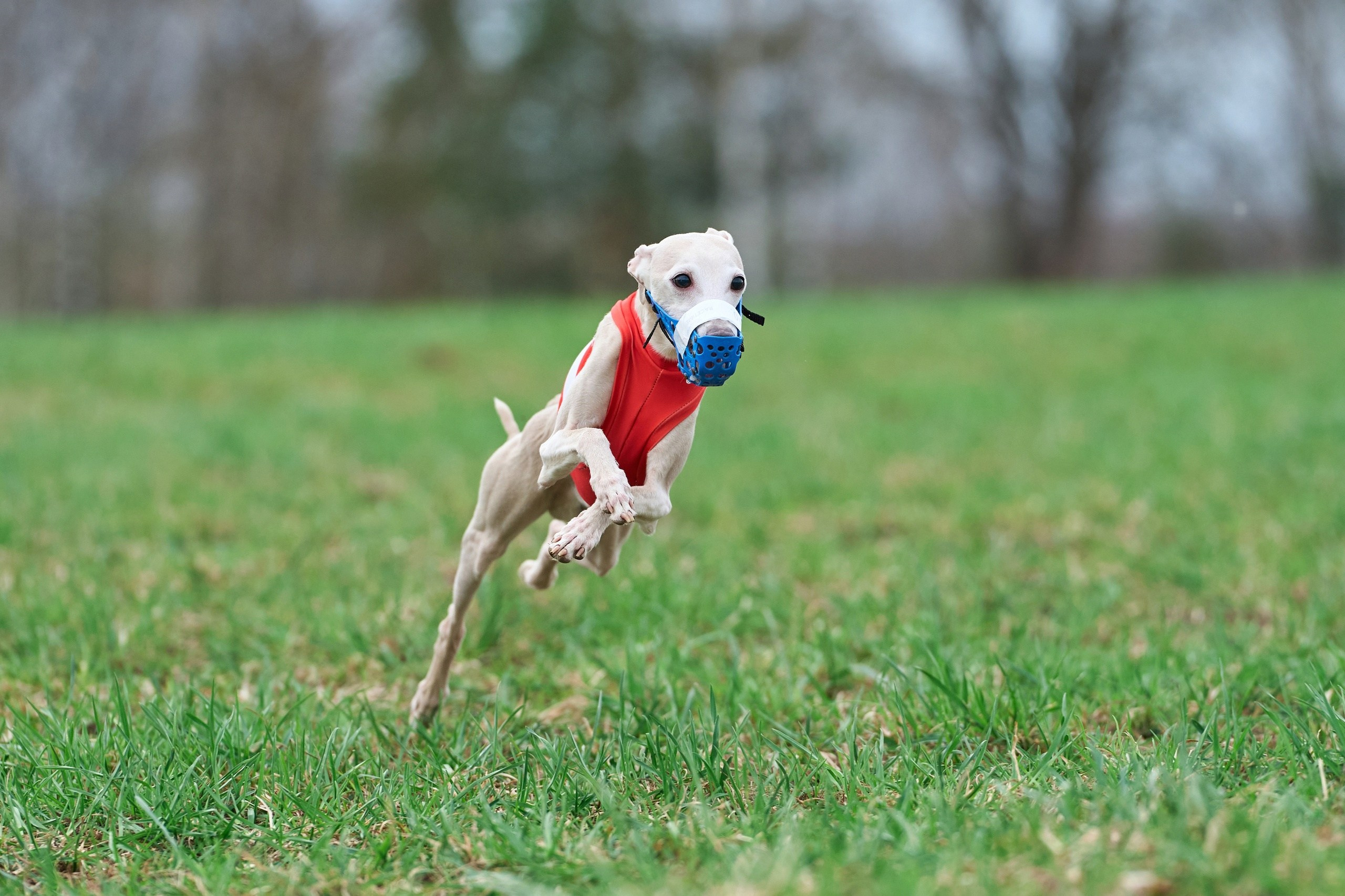 Квалификация по рейсингу. Фотограф-анималист Михаил Манухин
