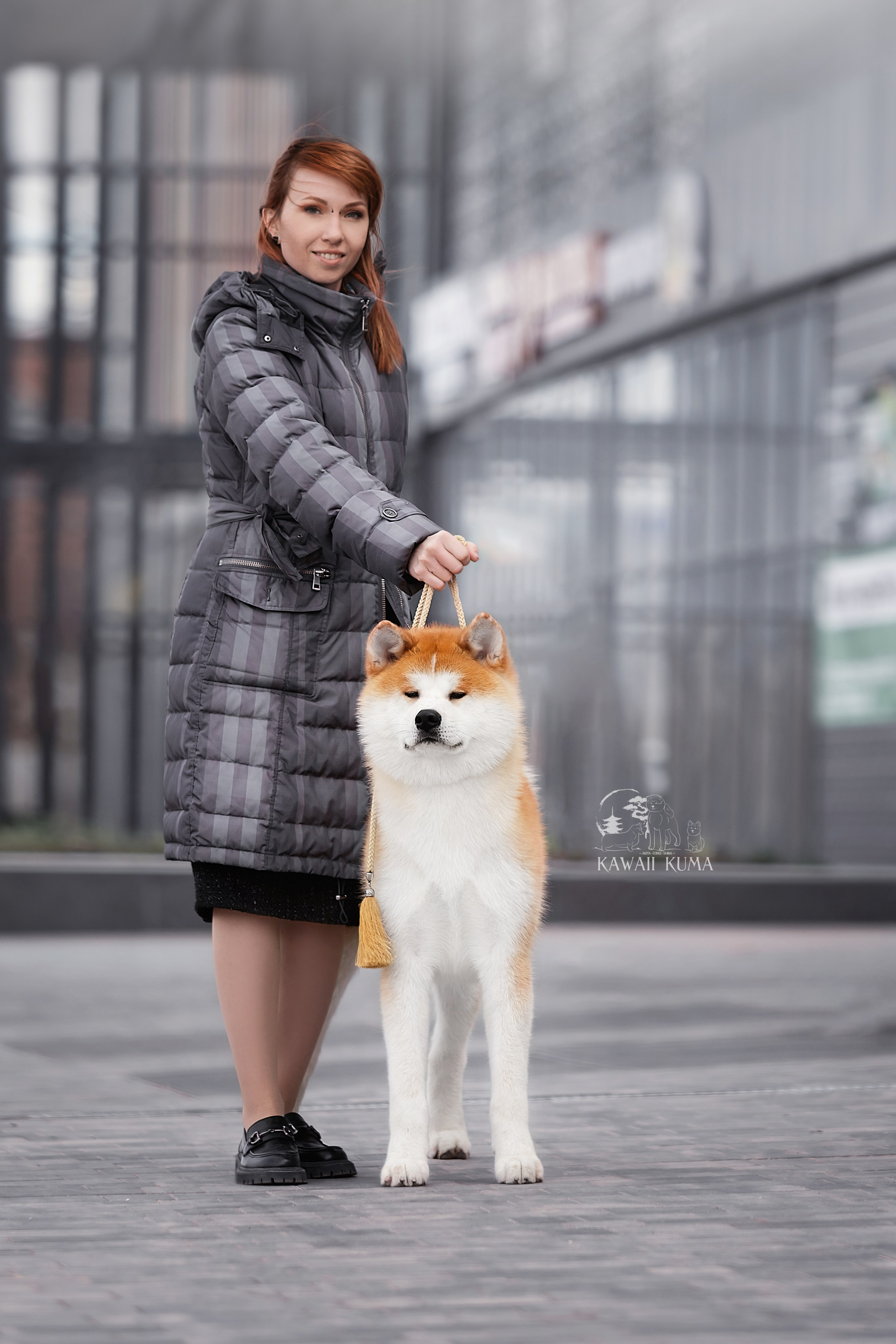 Kawaii Kuma питомник собак пород Корги пемброк, Акита ину, Сиба