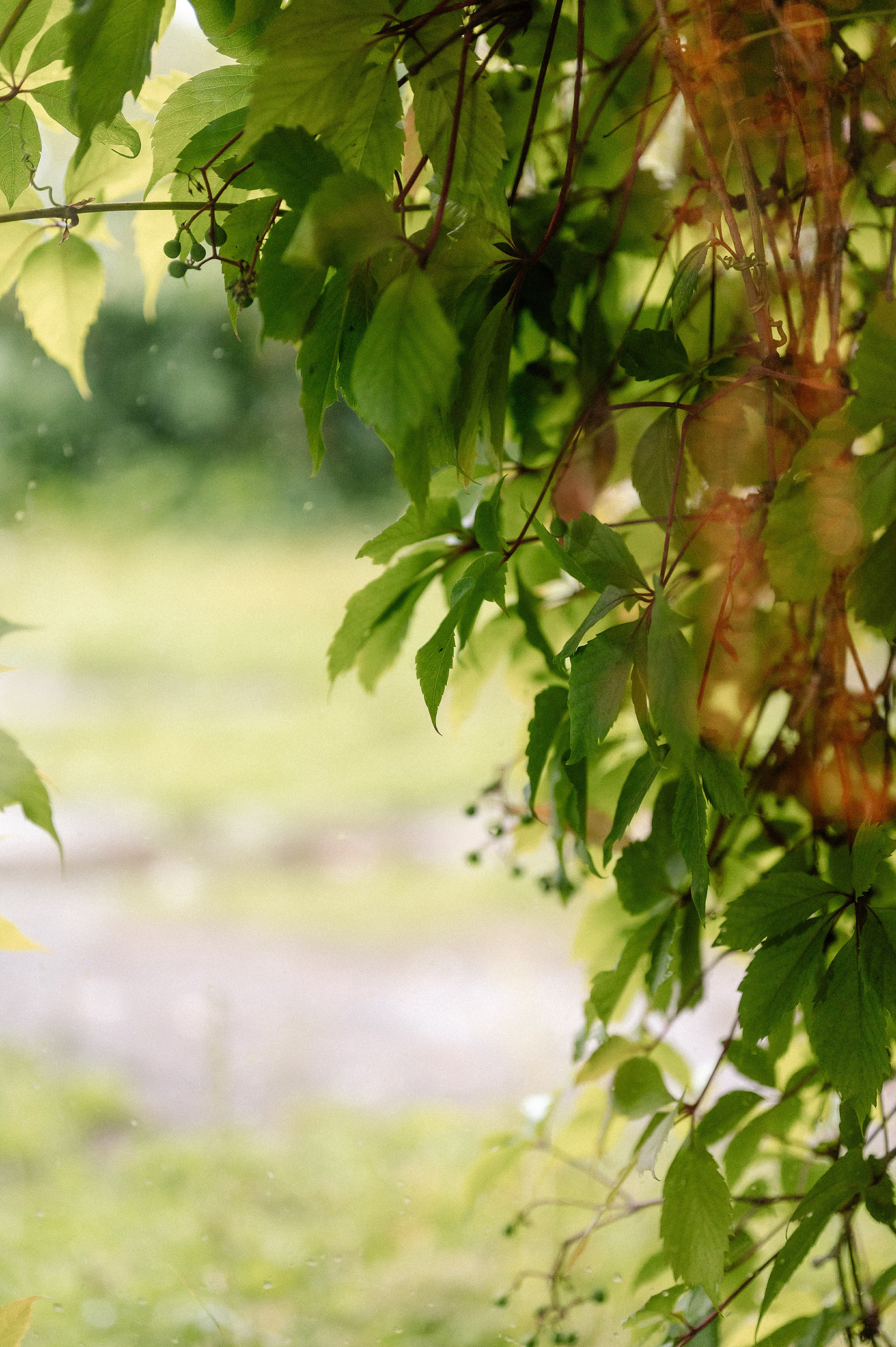 Свадебный сезон 2025. Свадебный и семейный фотограф в Чебоксарах Ирина Левнер