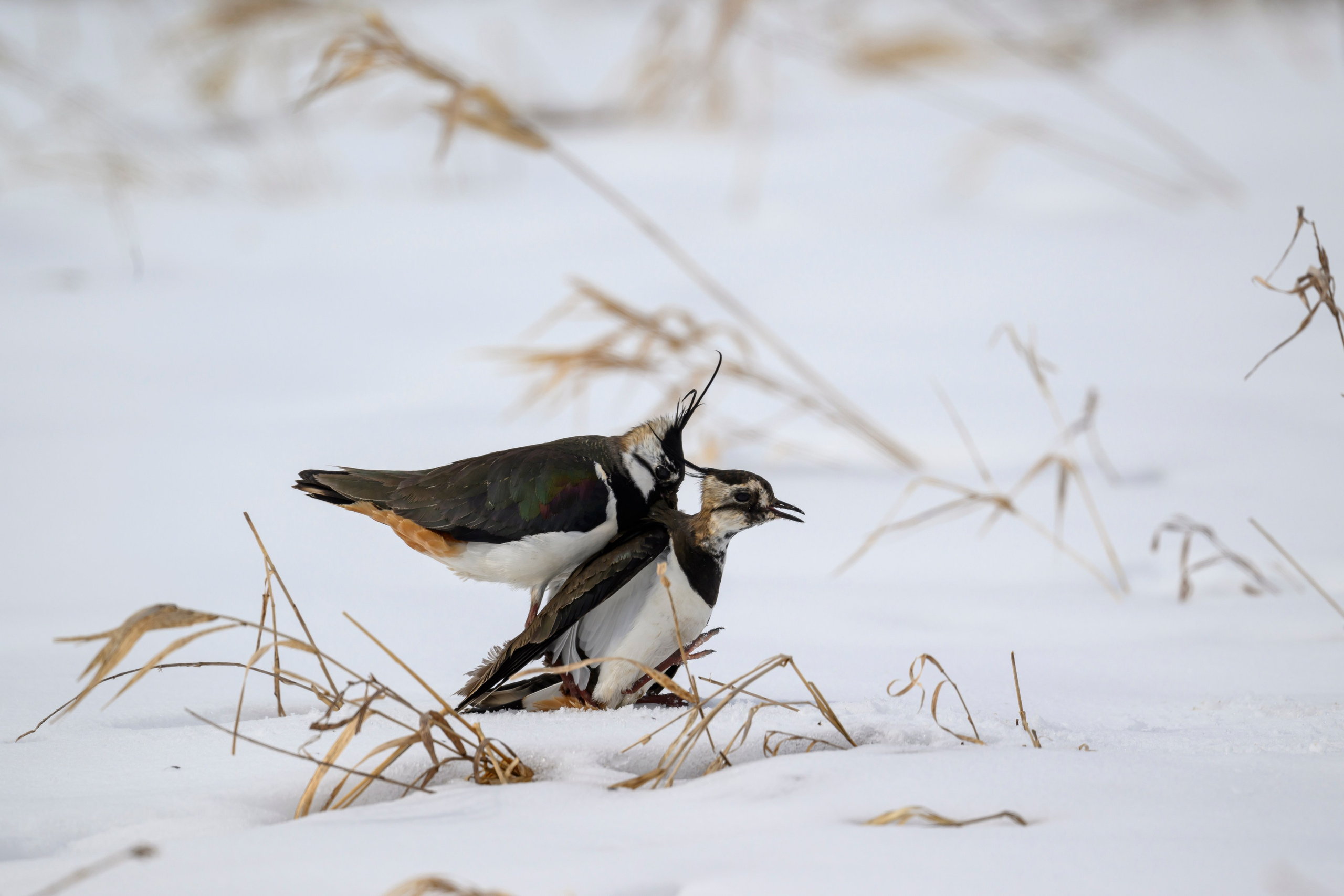 Сова, журавли и свадьба чибисов. Wildlife photography by Sergey Puponin