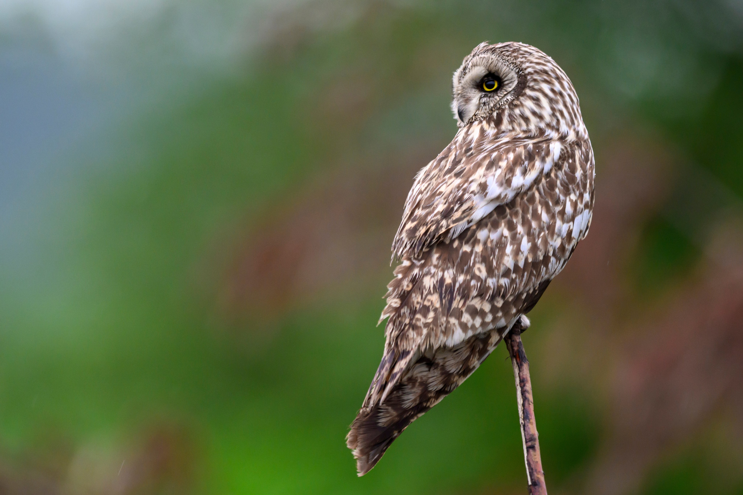 Мэрилин Монро | Marilyn Monroe. Фотограф Сергей Пупонин