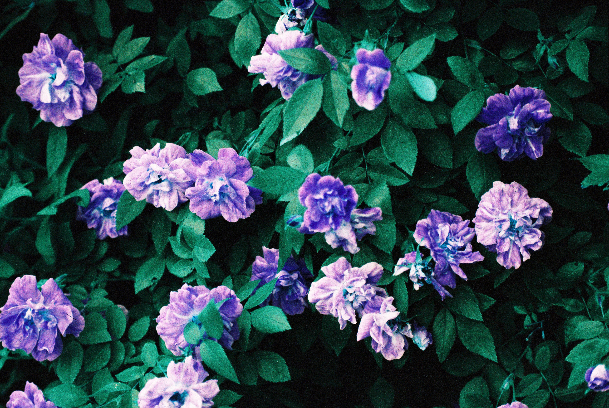 Lomochrome Turquoise. Варвара Цымбал